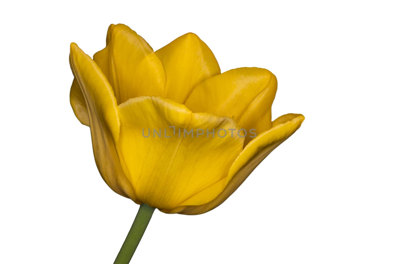 Yellow tulip isolated on white background by bonilook