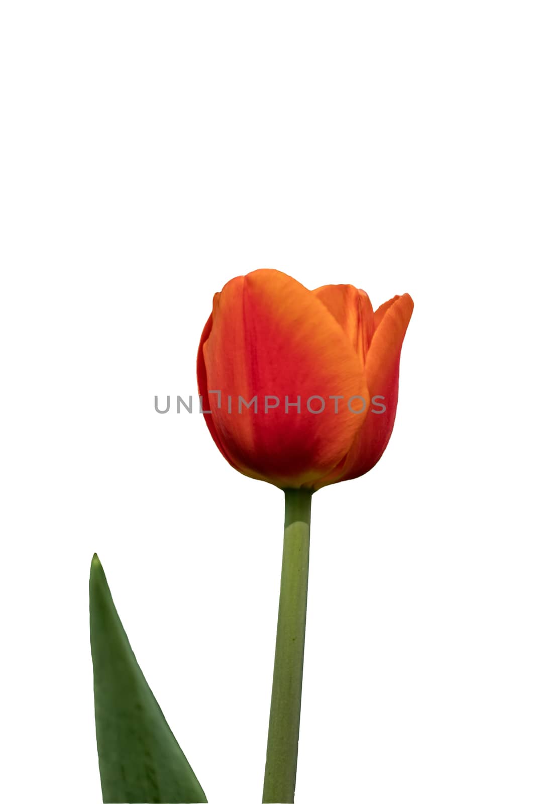 Red tulip isolated on white background by bonilook
