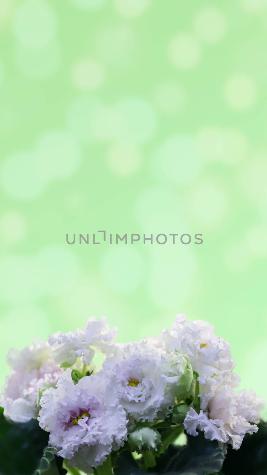 Spring flowers. Tender white terry violets on a blurred green background. Free space for your text.