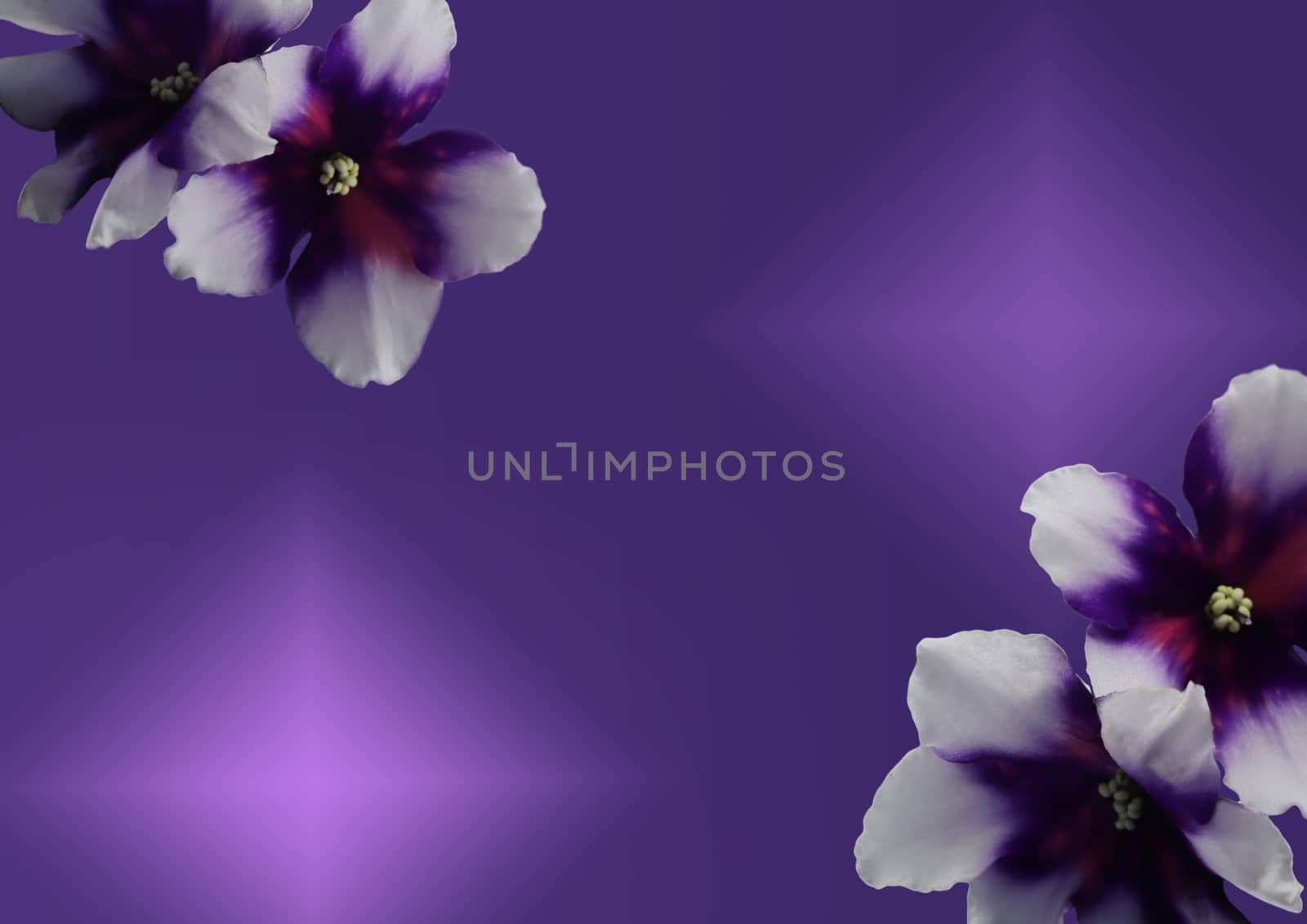 Beautiful flower african violet isolated on gradient background. African violet head macro photo. A Tropical Flower by bonilook