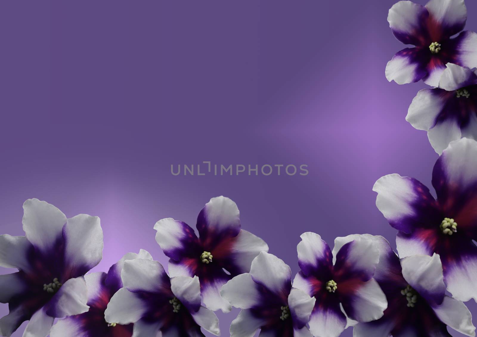 Spring flowers. Gorgeous white-violet violets on a gradient background. Free space for your text.