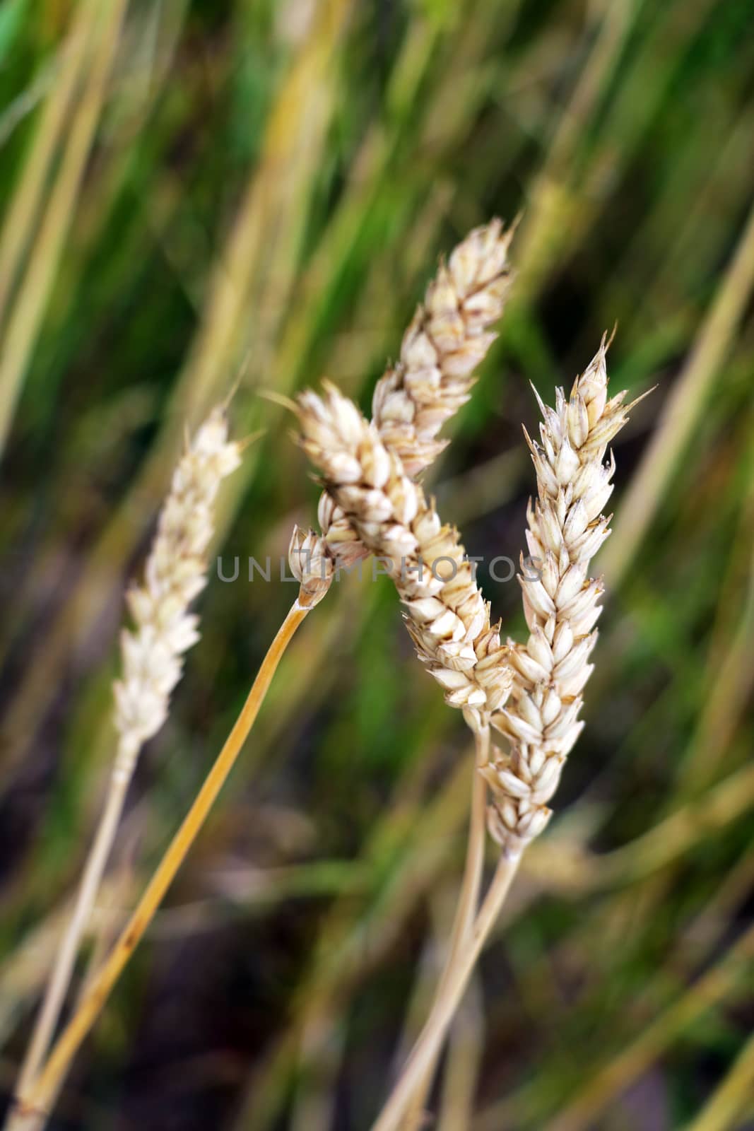 close-up of barley ears with blurry background, selective focus