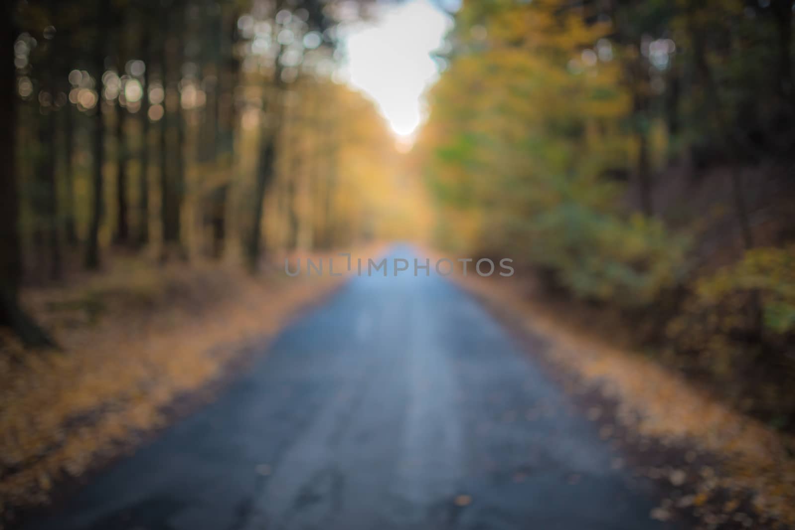 Beautiful out of focus autumn forest with road and sunlight. Useful as backgroud. Tarmac road in the midle of forrest. by petrsvoboda91