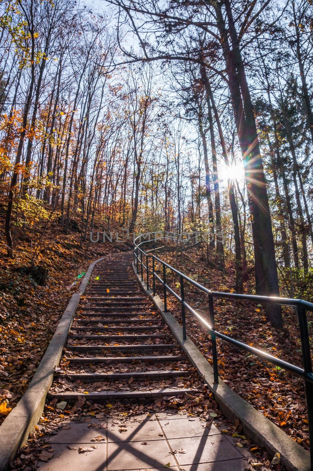 Path in natural park with autumn trees. Sunny autumn picturesque forest landscape with sunlight. Fall trees with colorful leaves background. by petrsvoboda91