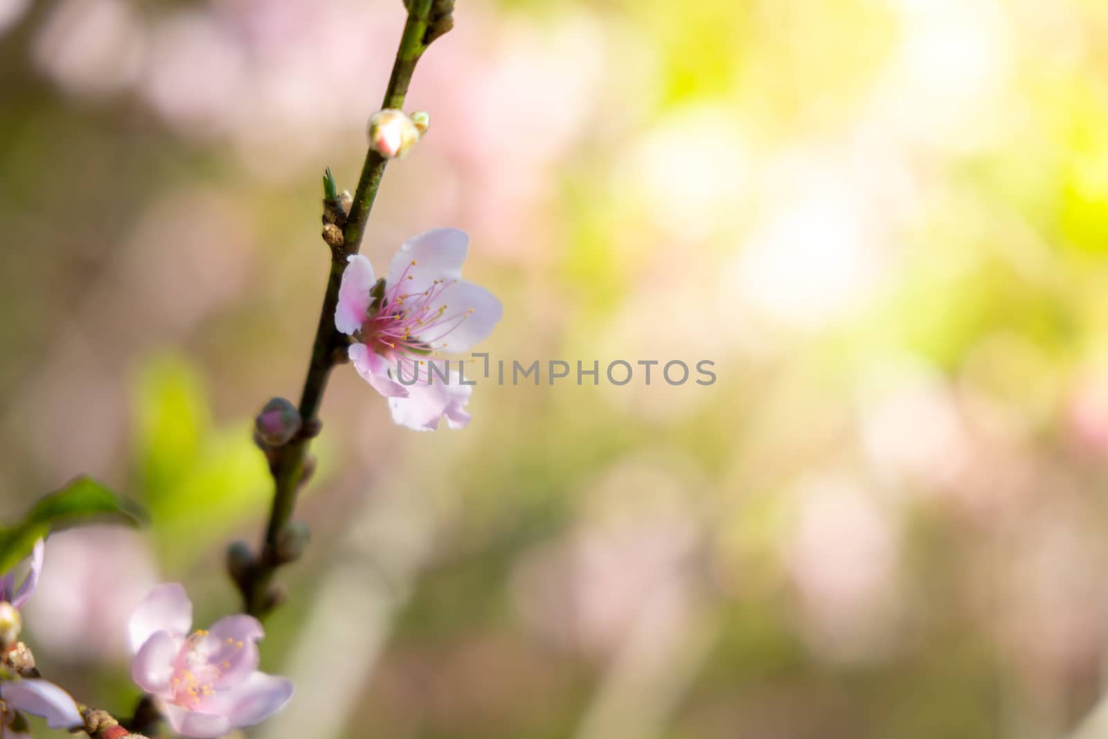 Sakura flowers blooming blossom in Chiang Mai, Thailand, nature background