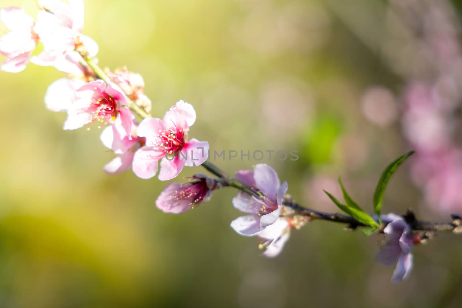 Sakura flowers blooming blossom in Chiang Mai, Thailand, nature background