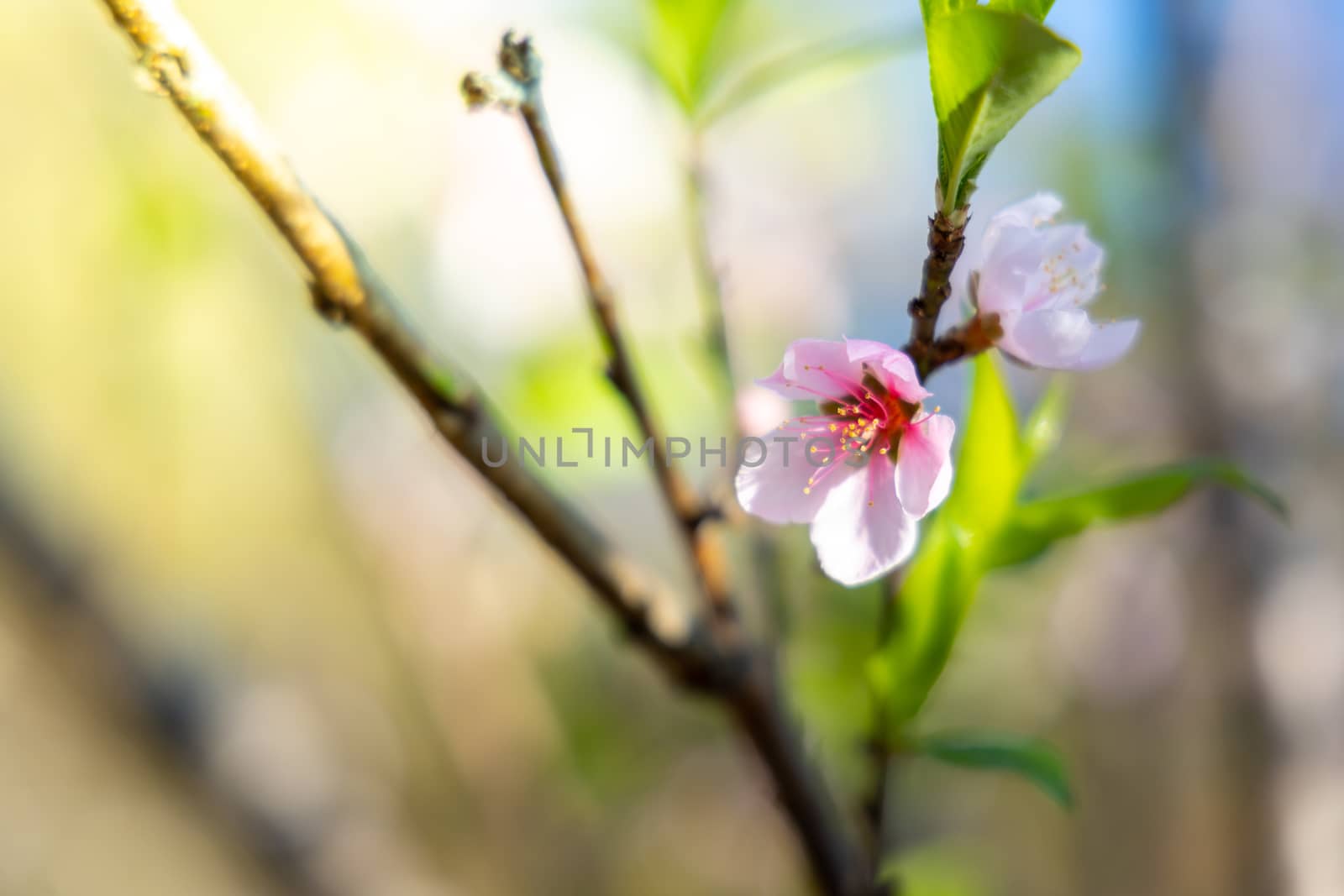 Sakura flowers blooming blossom in Chiang Mai, Thailand, nature background