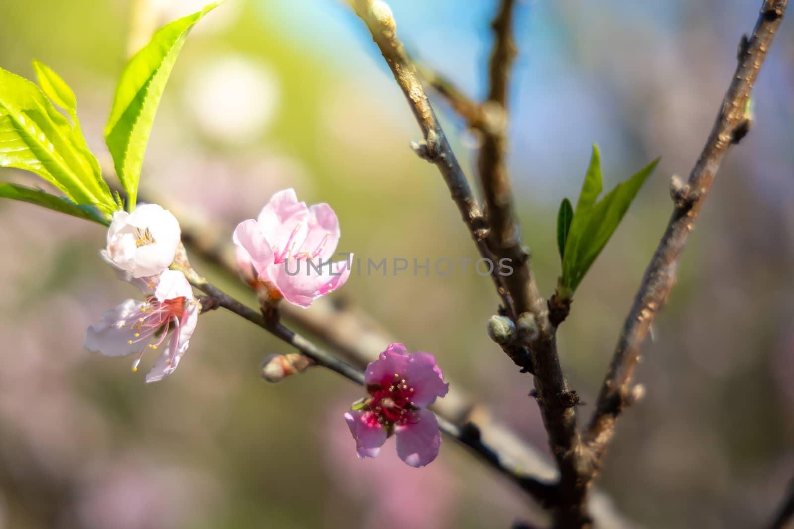 Sakura flowers blooming blossom in Chiang Mai, Thailand, nature background