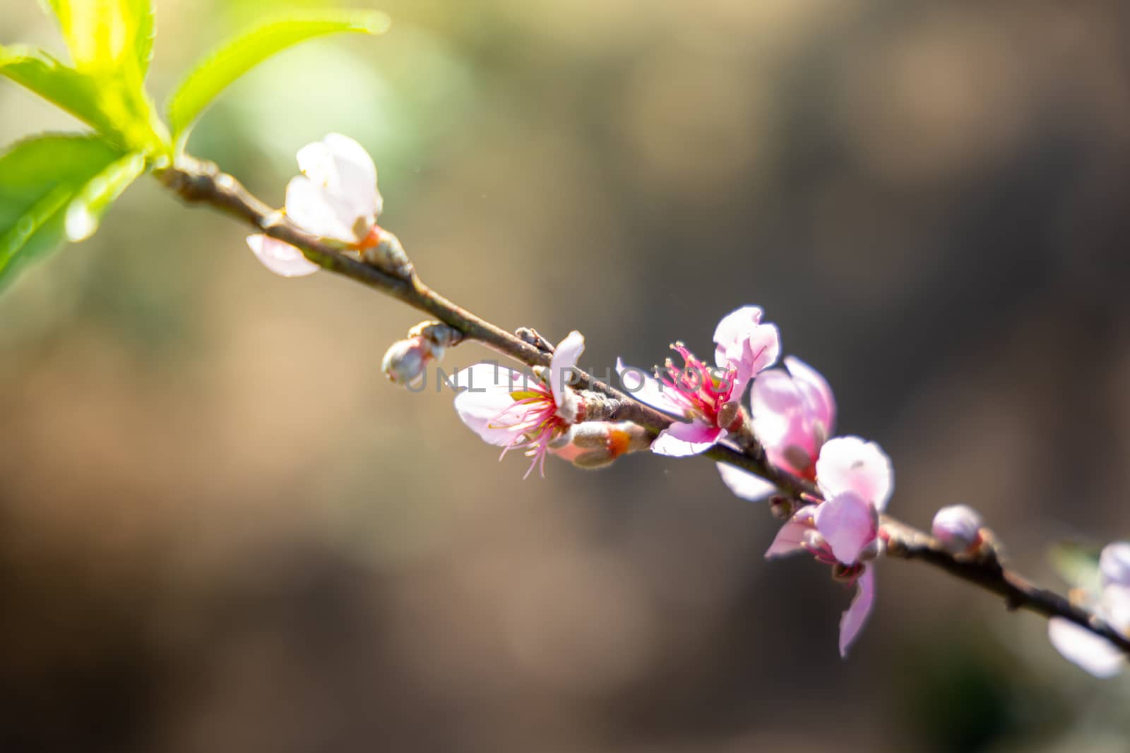 Sakura flowers blooming blossom in Chiang Mai, Thailand, nature background