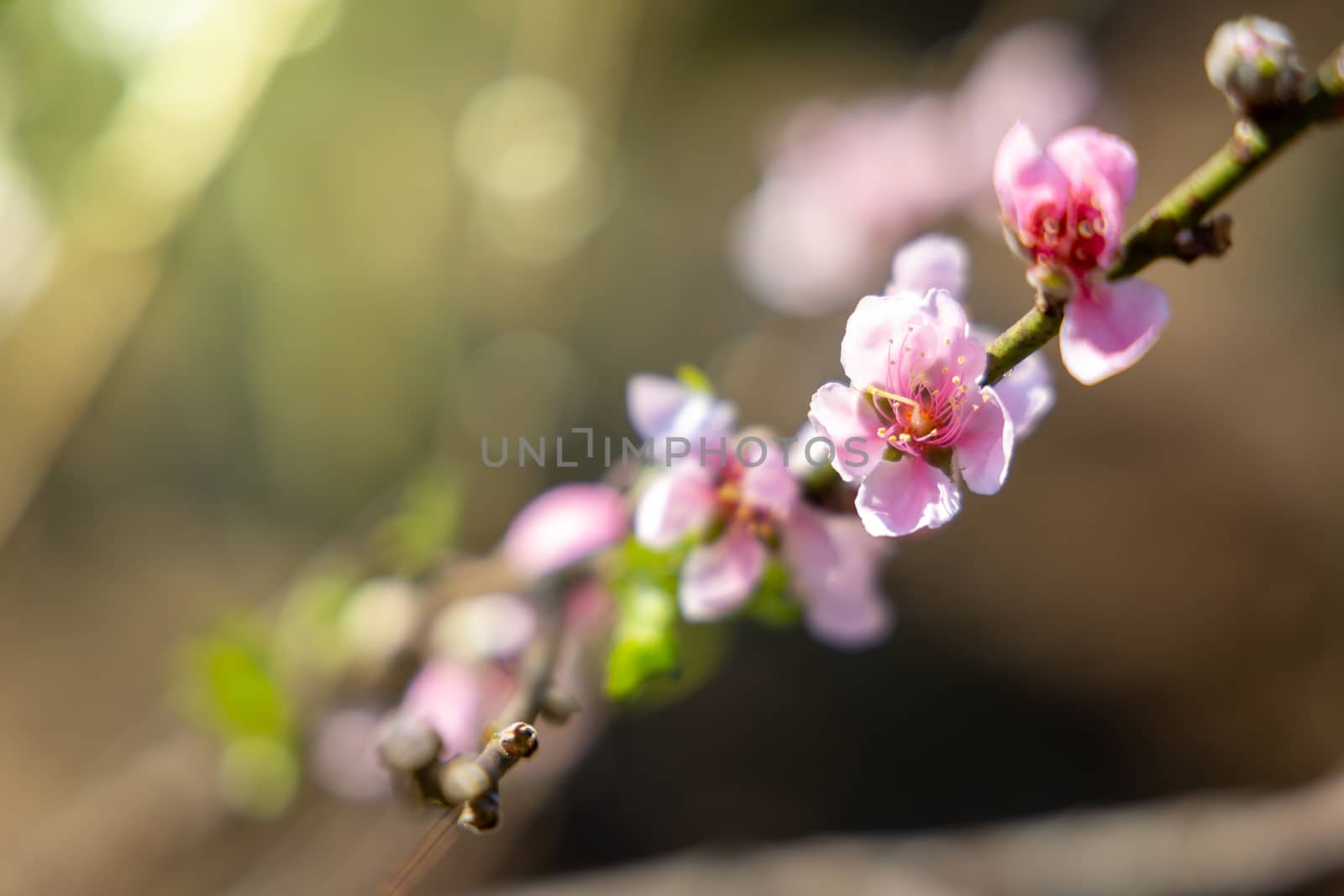 Sakura flowers blooming blossom in Chiang Mai, Thailand, nature background