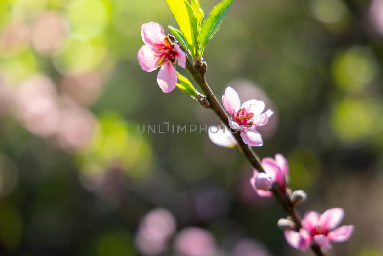 Sakura flowers blooming blossom in Chiang Mai, Thailand, nature background