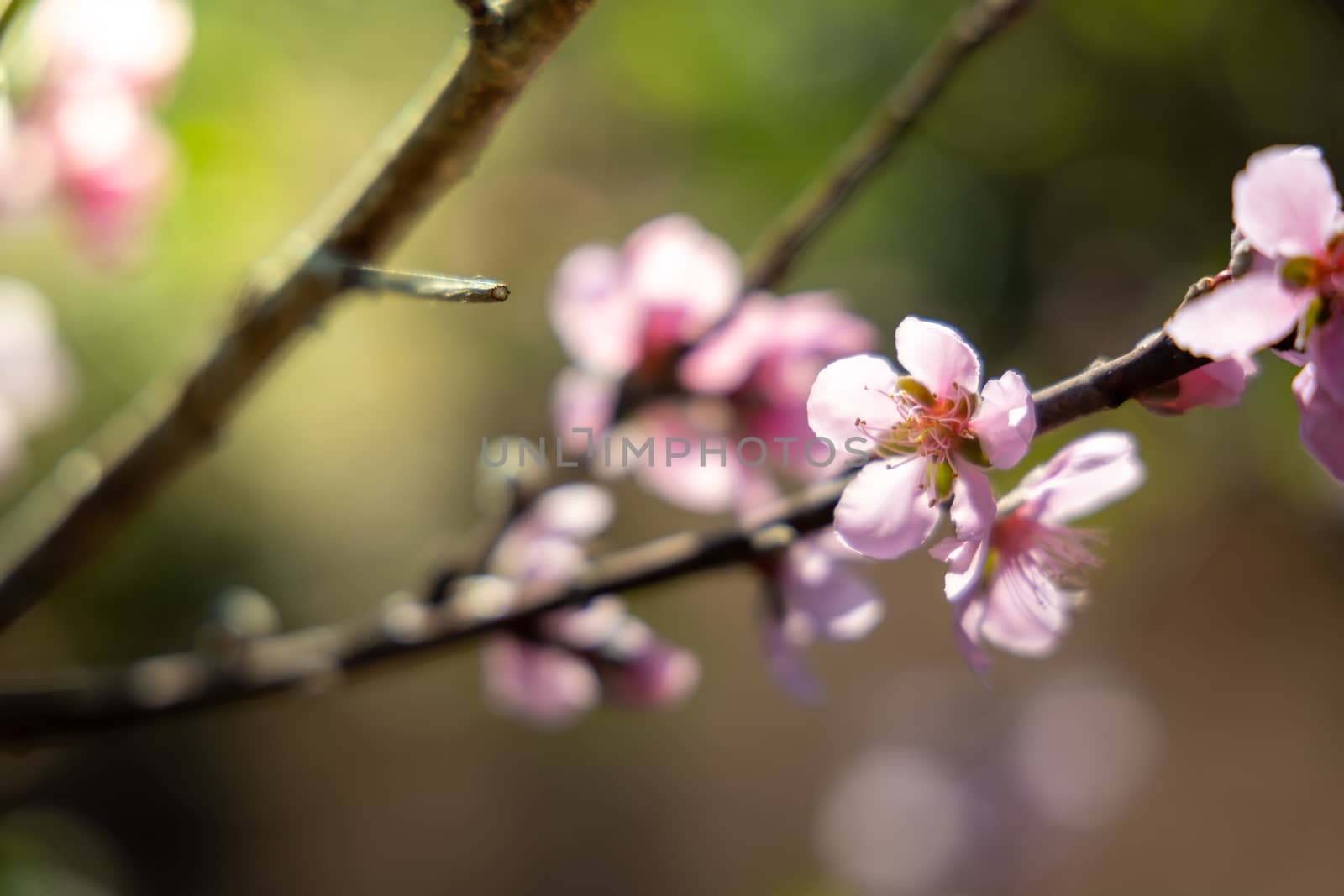 Sakura flowers blooming blossom in Chiang Mai, Thailand, nature background