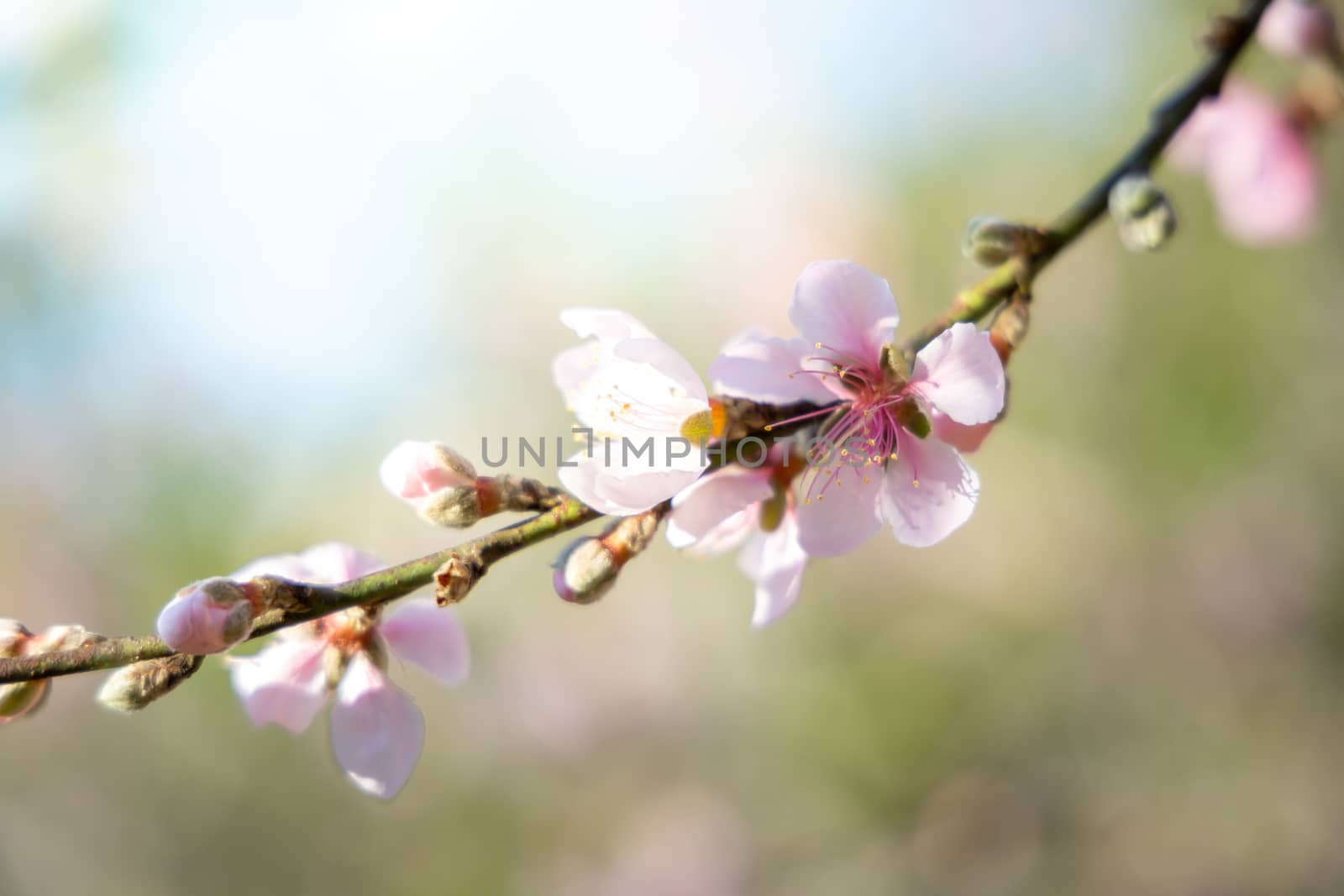 Sakura flowers blooming blossom in Chiang Mai, Thailand, nature background