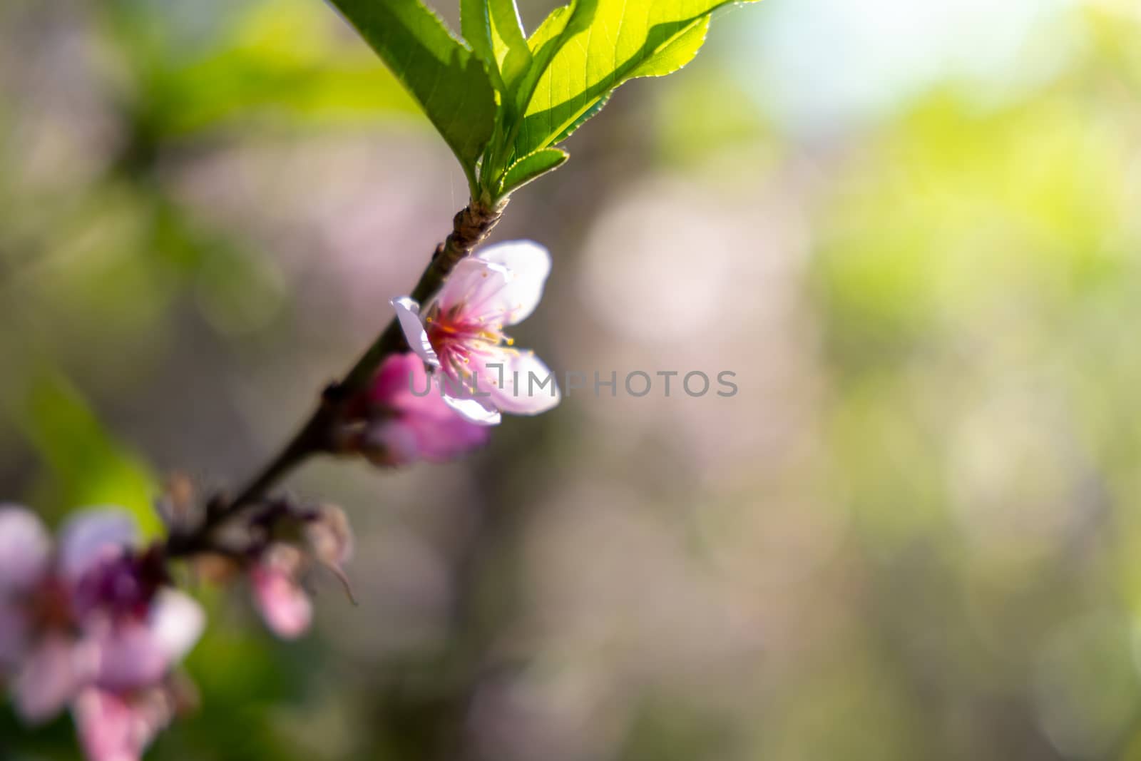 Sakura flowers blooming blossom in Chiang Mai, Thailand, nature background