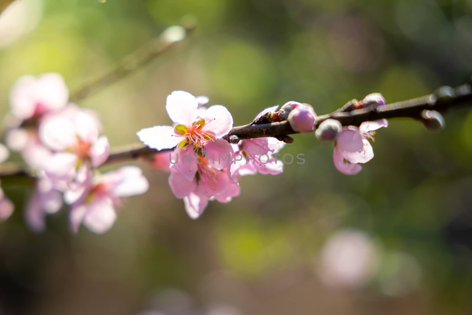 Sakura flowers blooming blossom in Chiang Mai, Thailand, nature background