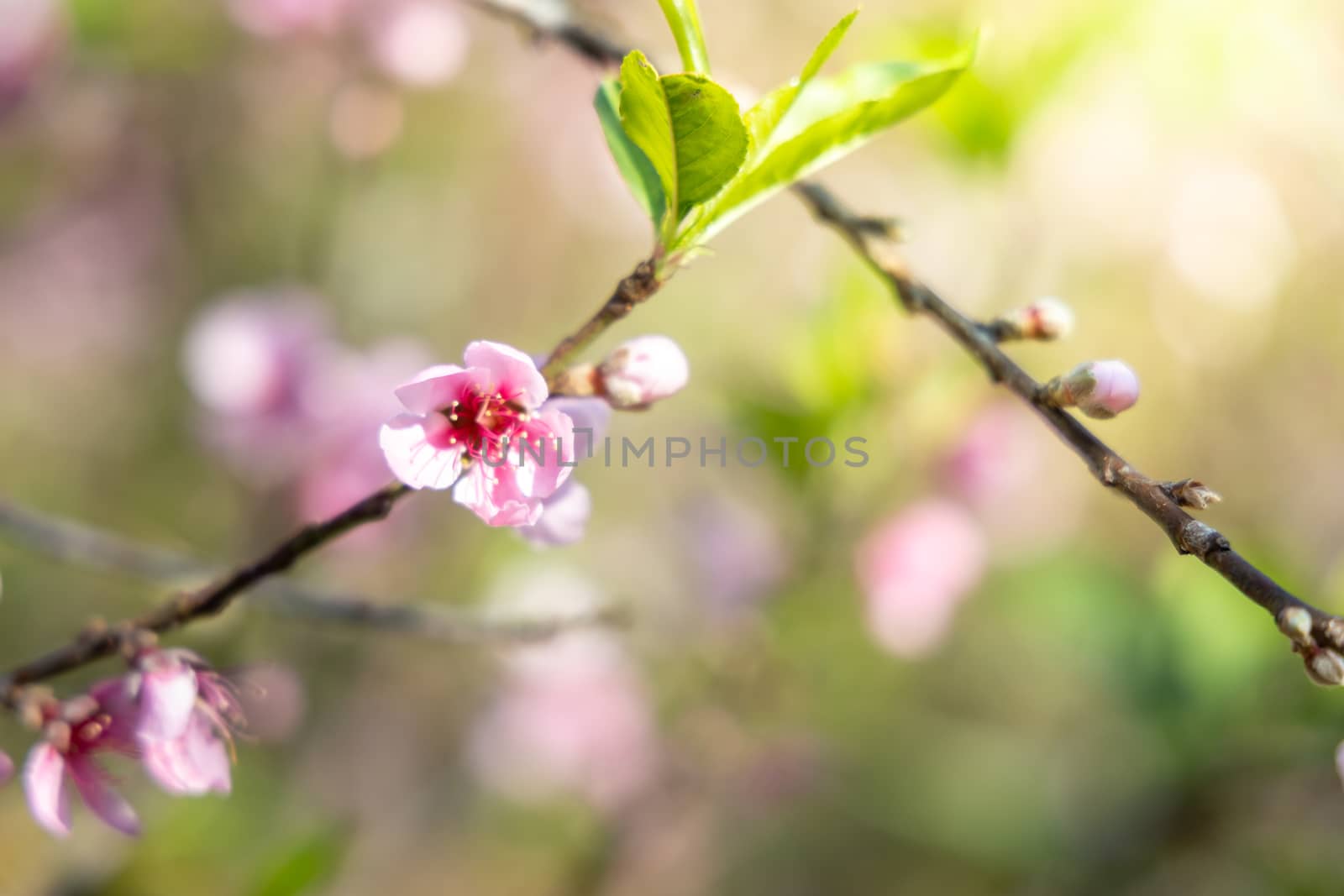 Sakura flowers blooming blossom in Chiang Mai, Thailand, nature background