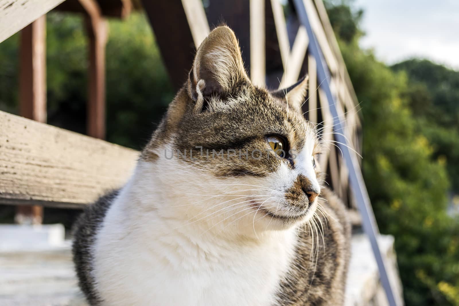 Side view of a beautiful cat with penetrating eyes by ankarb