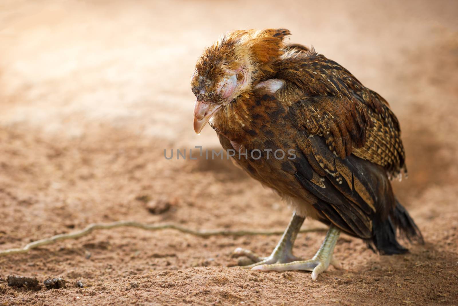 Sick chicken on the ground in farm. Copy space for text. The concept of Infectious diseases of chickens.