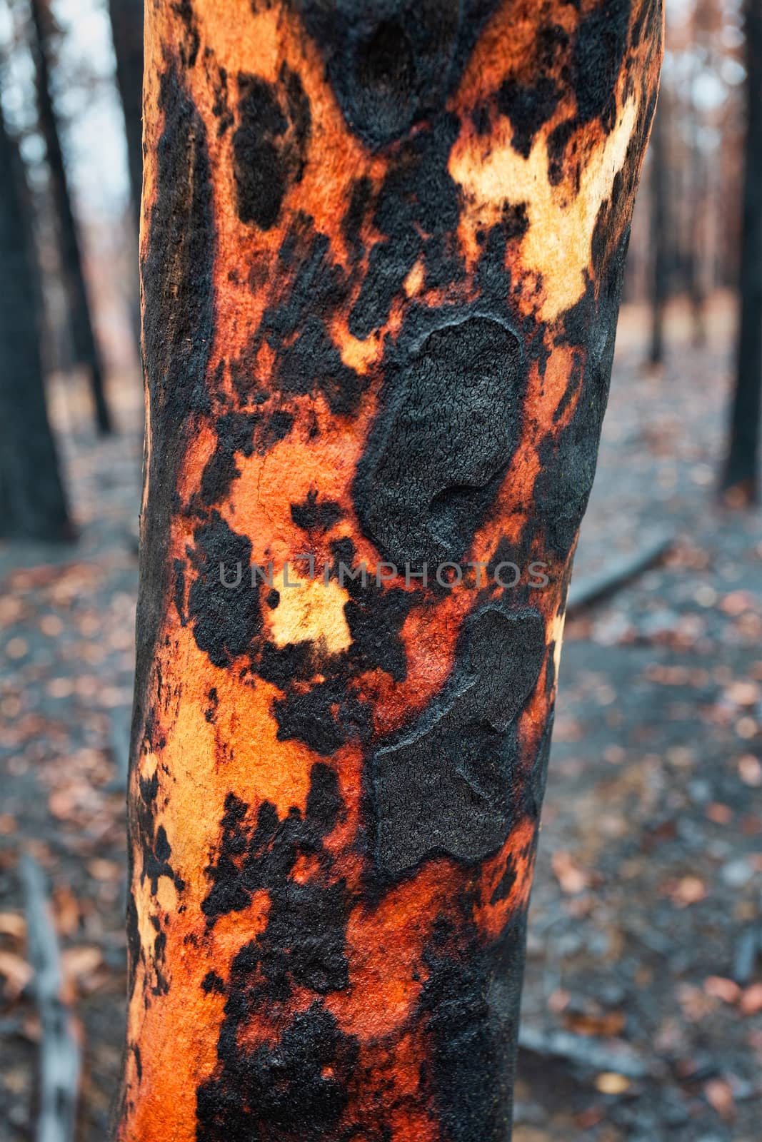 Tree with charred burnt patterns on its trunk after bushfires by lovleah