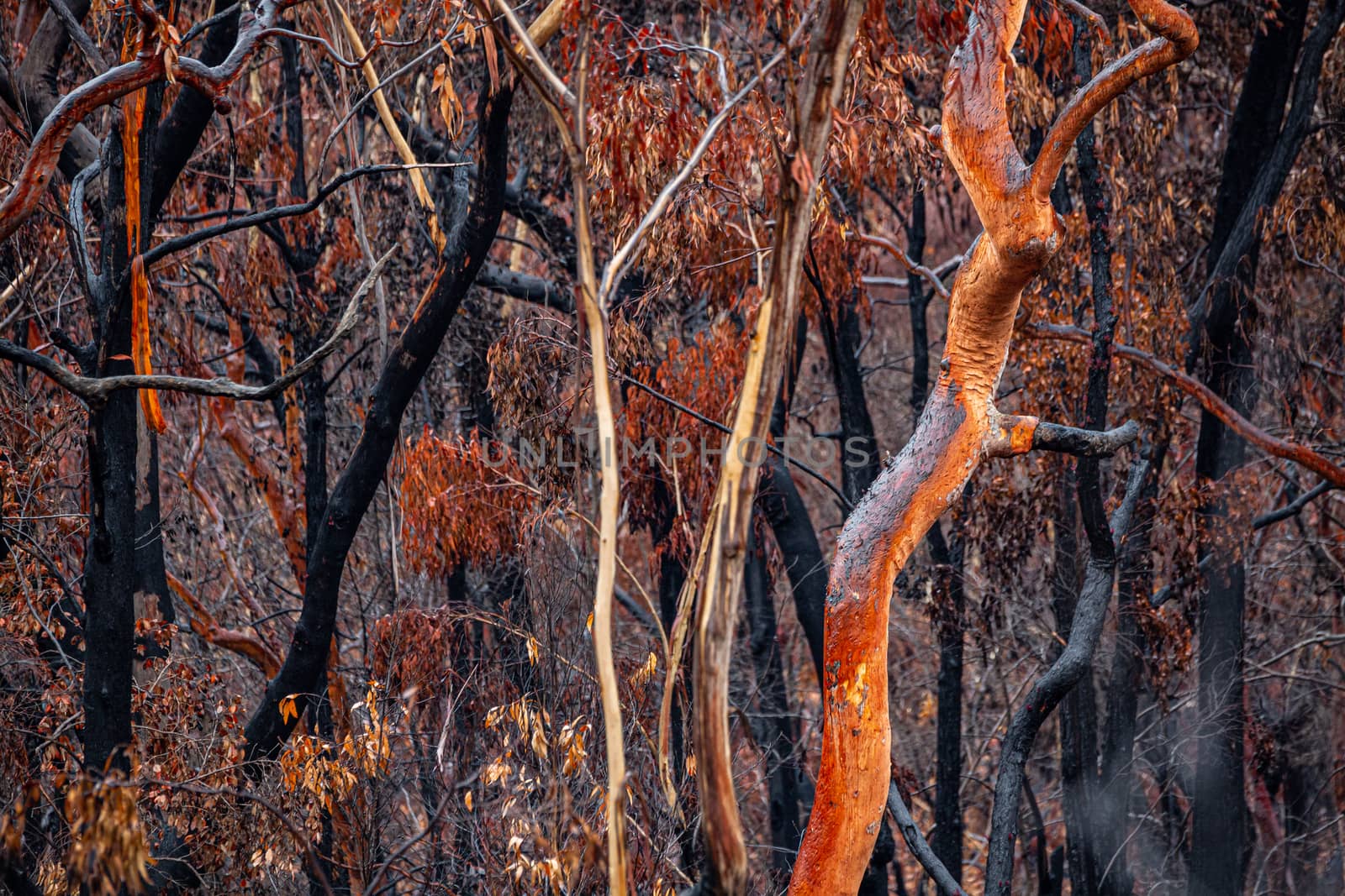 The burnt and charred bush land after summer wild fires in Australia