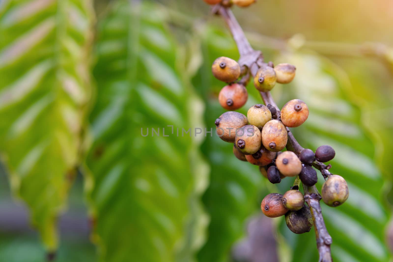 Coffee beans ripening, fresh coffee beans on coffee tree