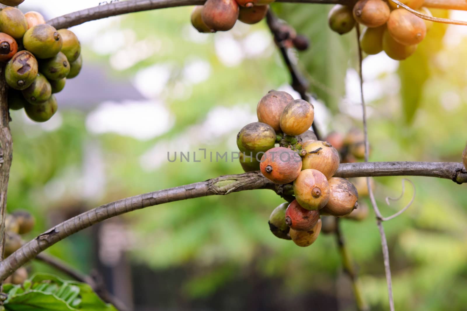 Coffee beans ripening, fresh coffee beans on coffee tree