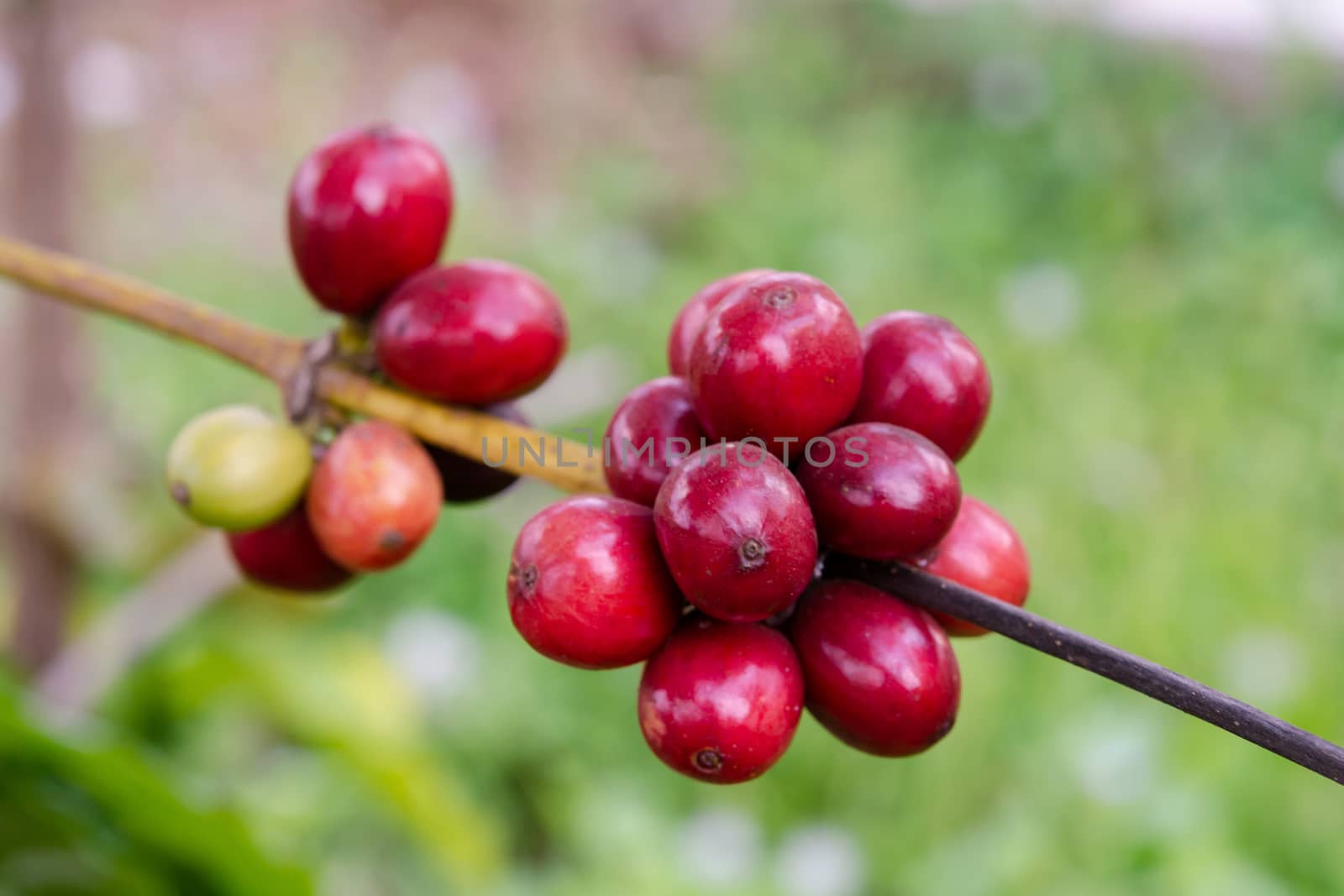 Coffee beans ripening, fresh coffee beans on coffee tree