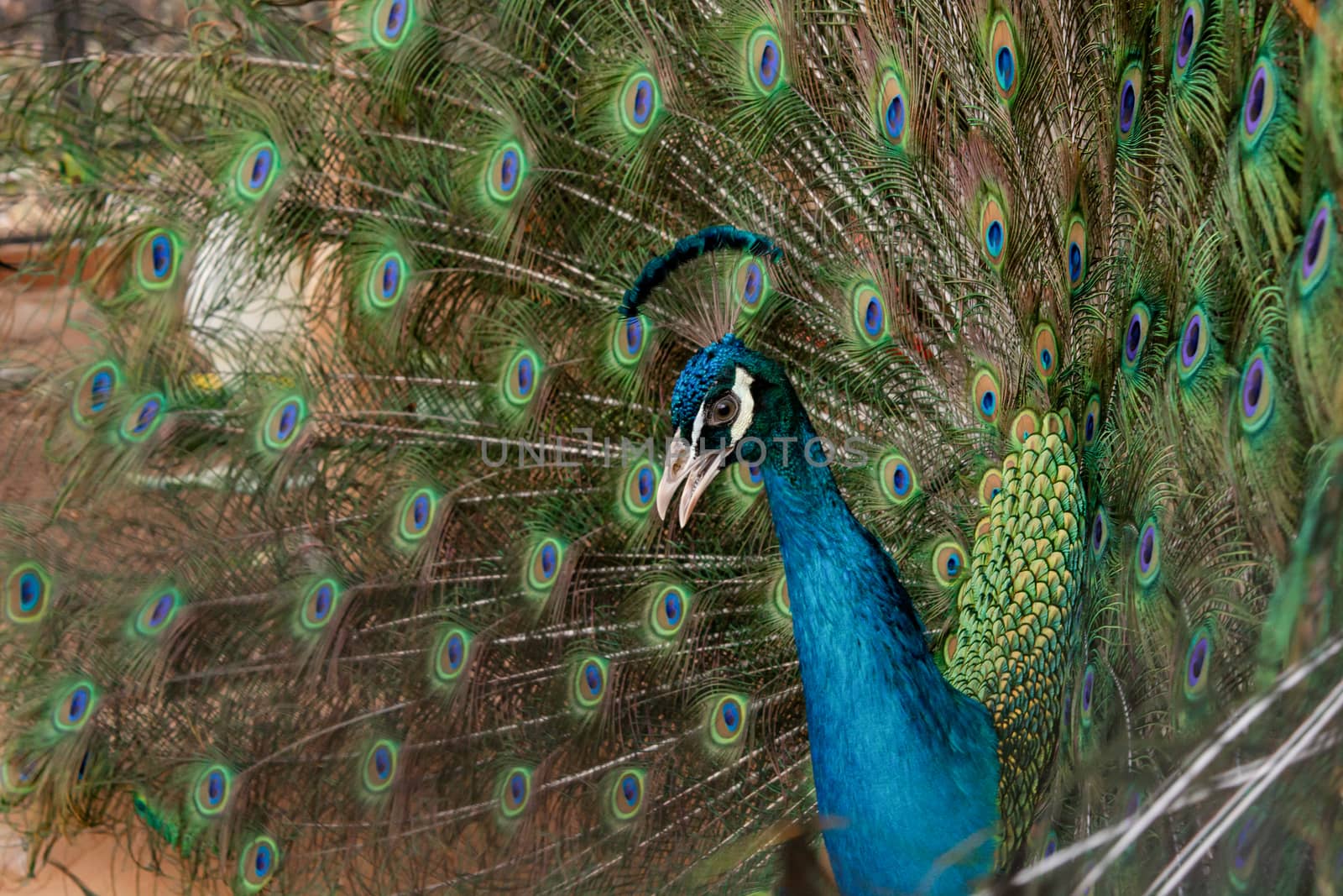 Peacock to spread his tail, showing its feathers. Close up portrait of peacock 