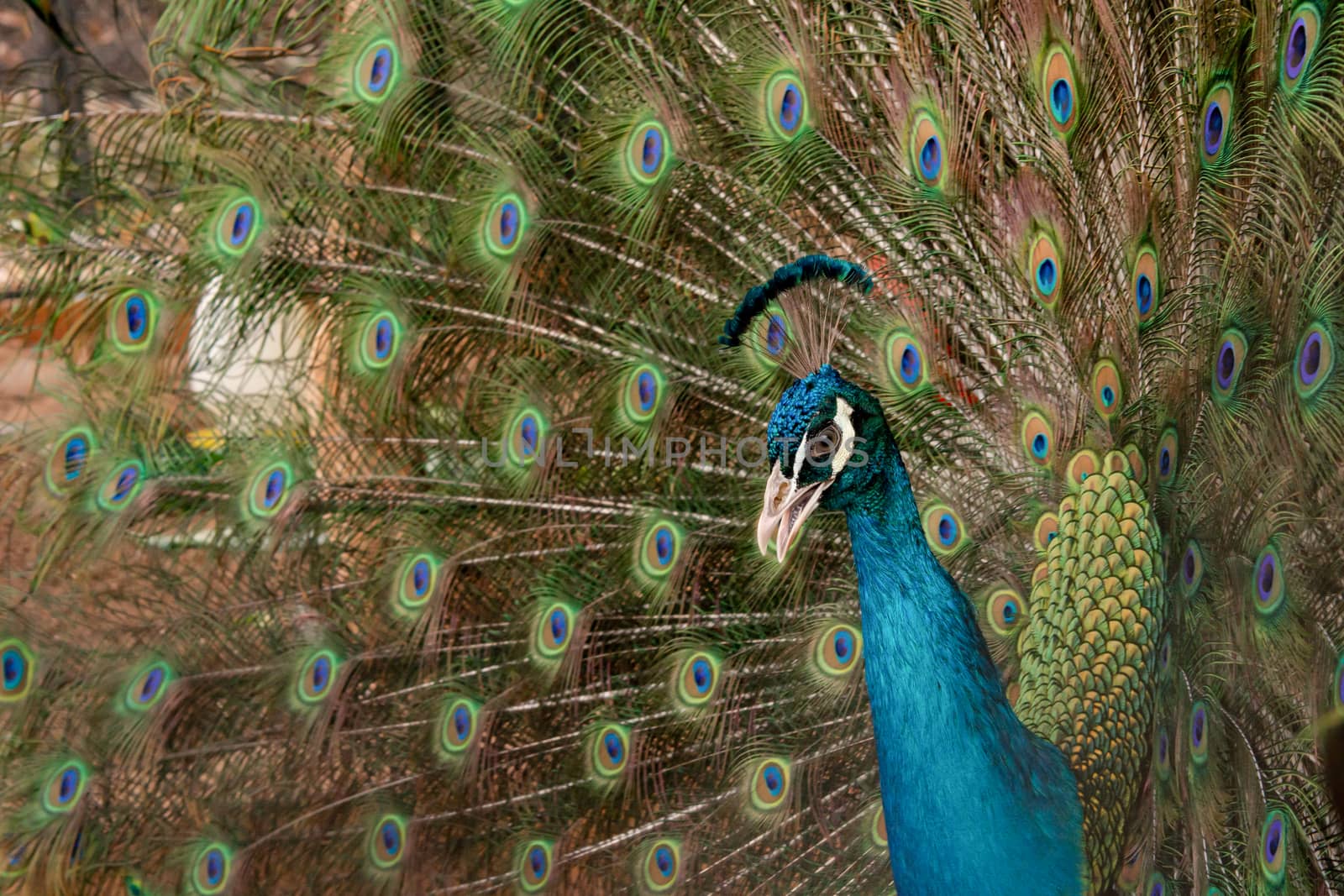 Peacock to spread his tail, showing its feathers. Close up portrait of peacock 