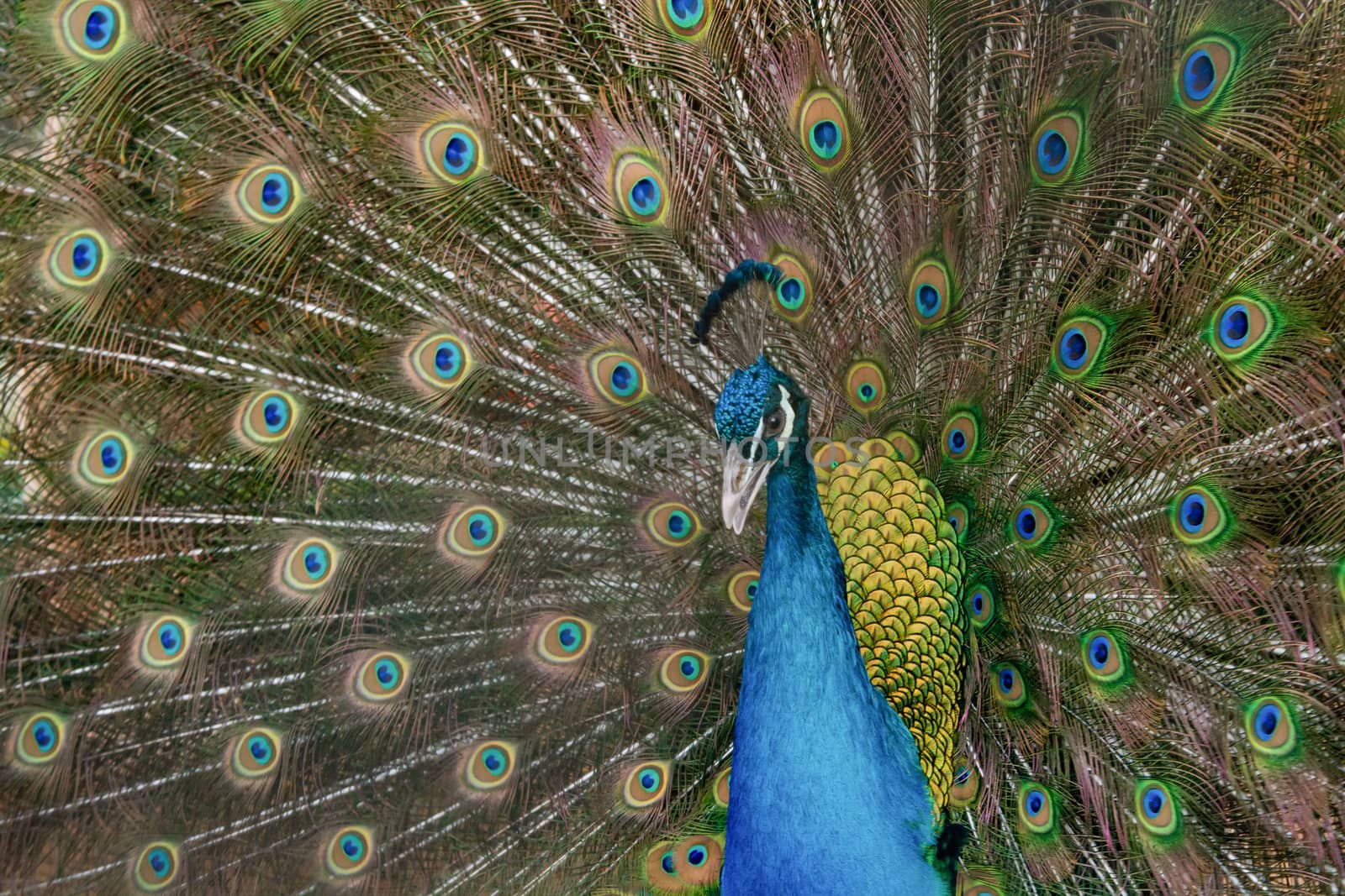 Peacock to spread his tail, showing its feathers. Close up portrait of peacock 