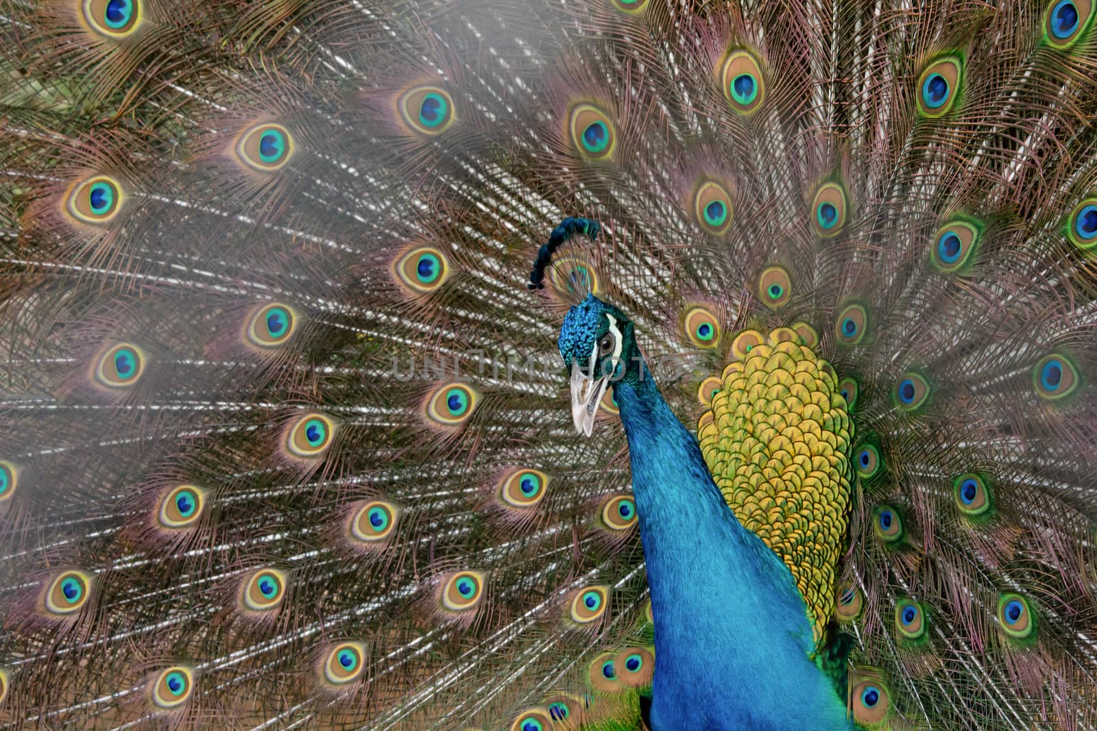 Peacock to spread his tail, showing its feathers. Close up portrait of peacock 