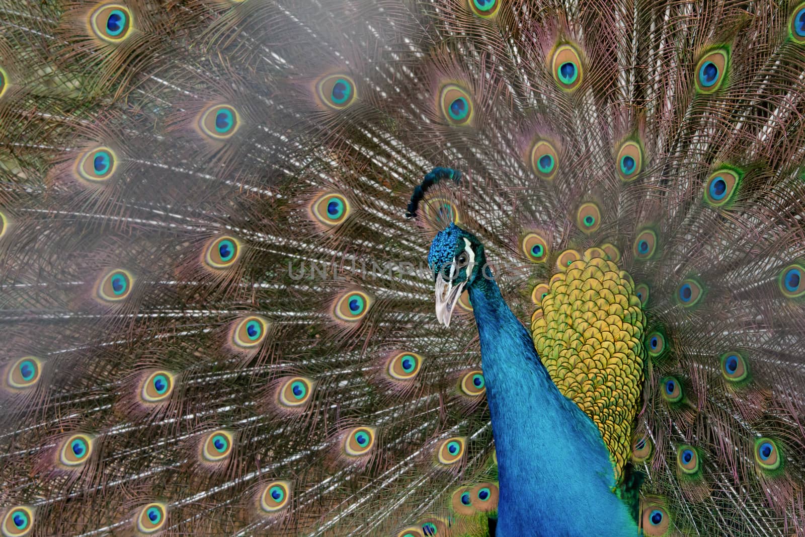 Peacock to spread his tail, showing its feathers. Close up portrait of peacock 