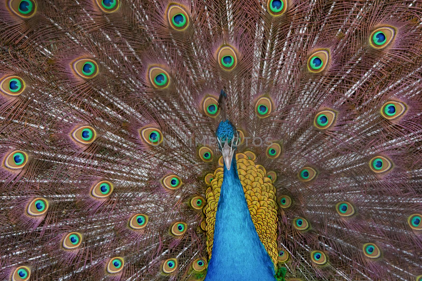 Peacock to spread his tail, showing its feathers. Close up portrait of peacock 