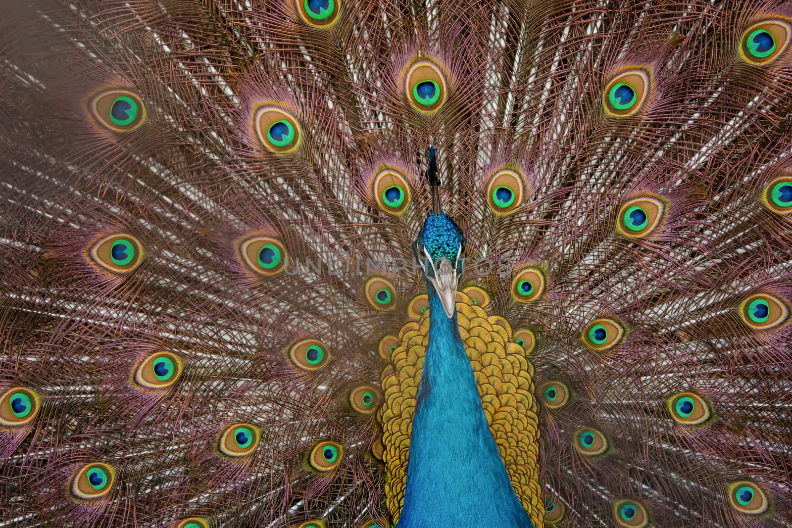 Peacock to spread his tail, showing its feathers. Close up portrait of peacock 