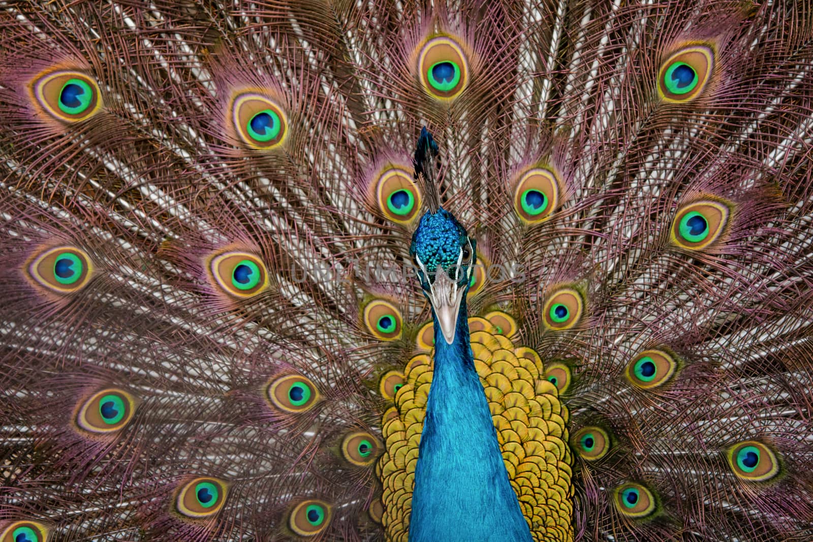 Peacock to spread his tail, showing its feathers. Close up portrait of peacock 