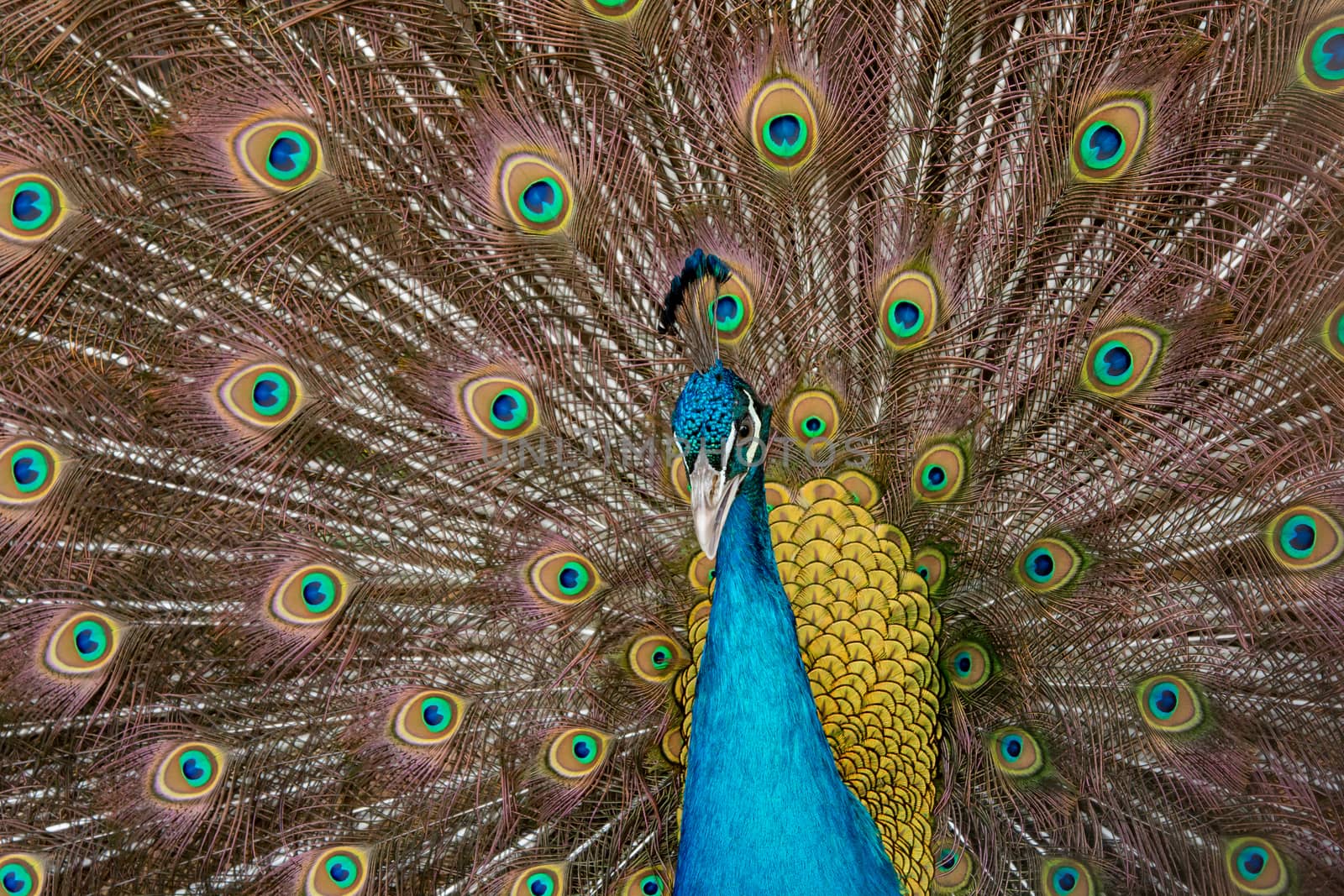 Peacock to spread his tail, showing its feathers. Close up portrait of peacock 