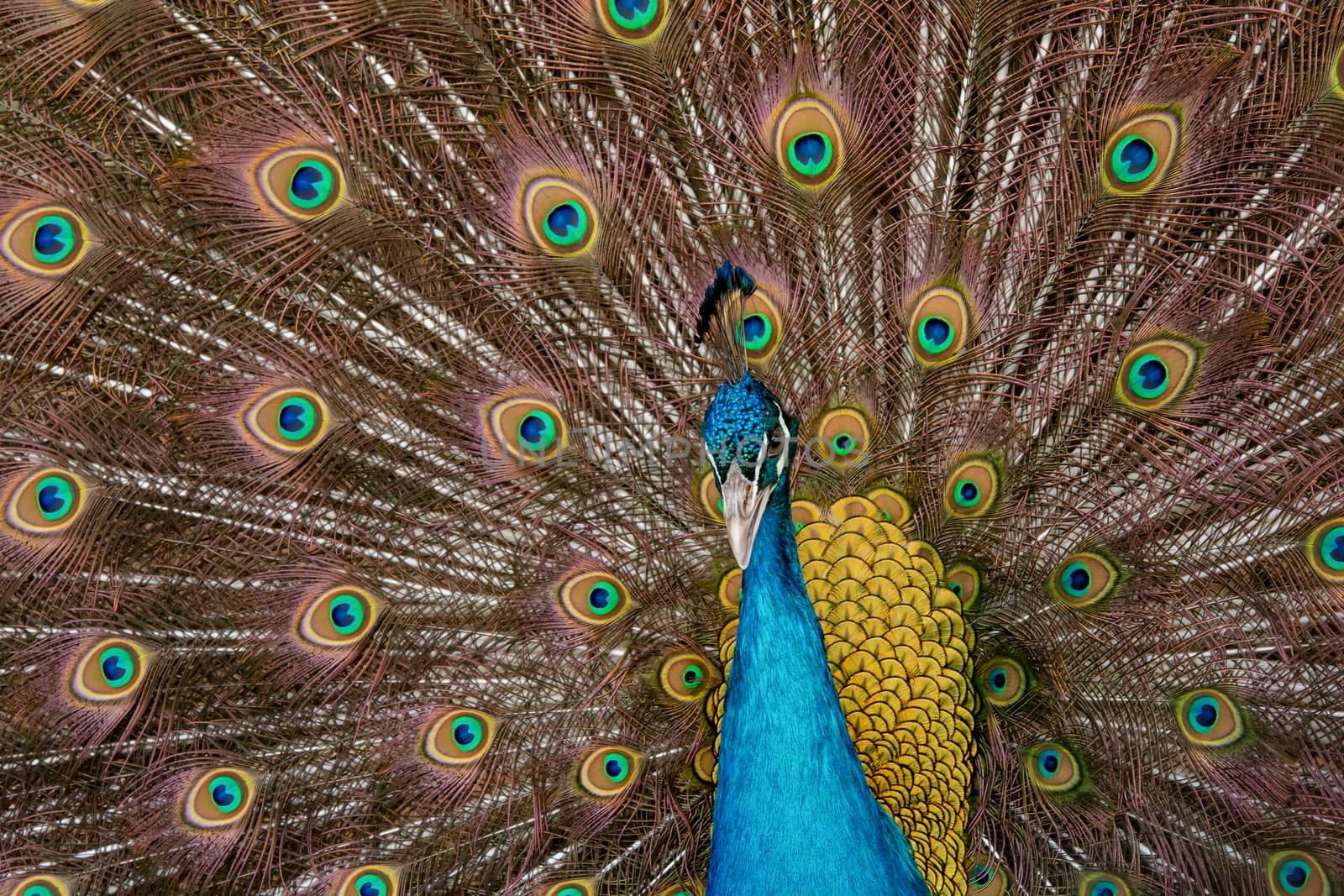 Peacock to spread his tail, showing its feathers. Close up portrait of peacock 