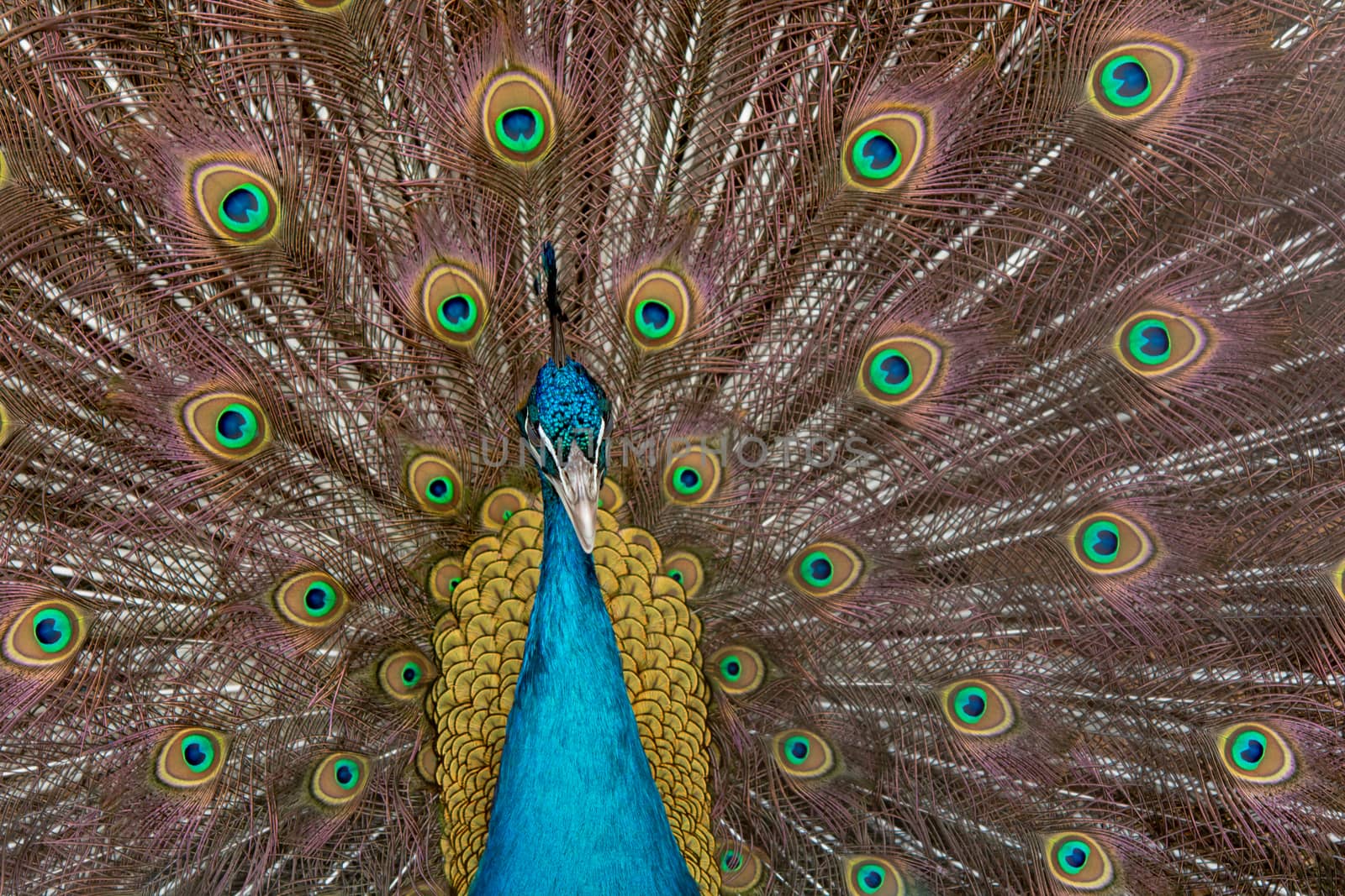 Peacock to spread his tail, showing its feathers. Close up portrait of peacock 