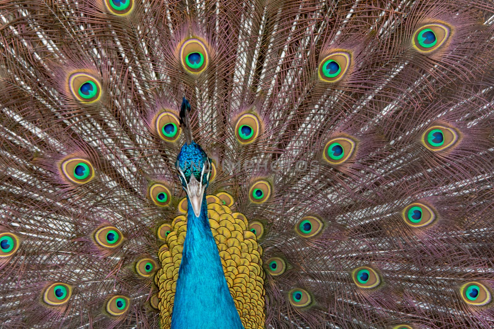 Peacock to spread his tail, showing its feathers. Close up portrait of peacock 