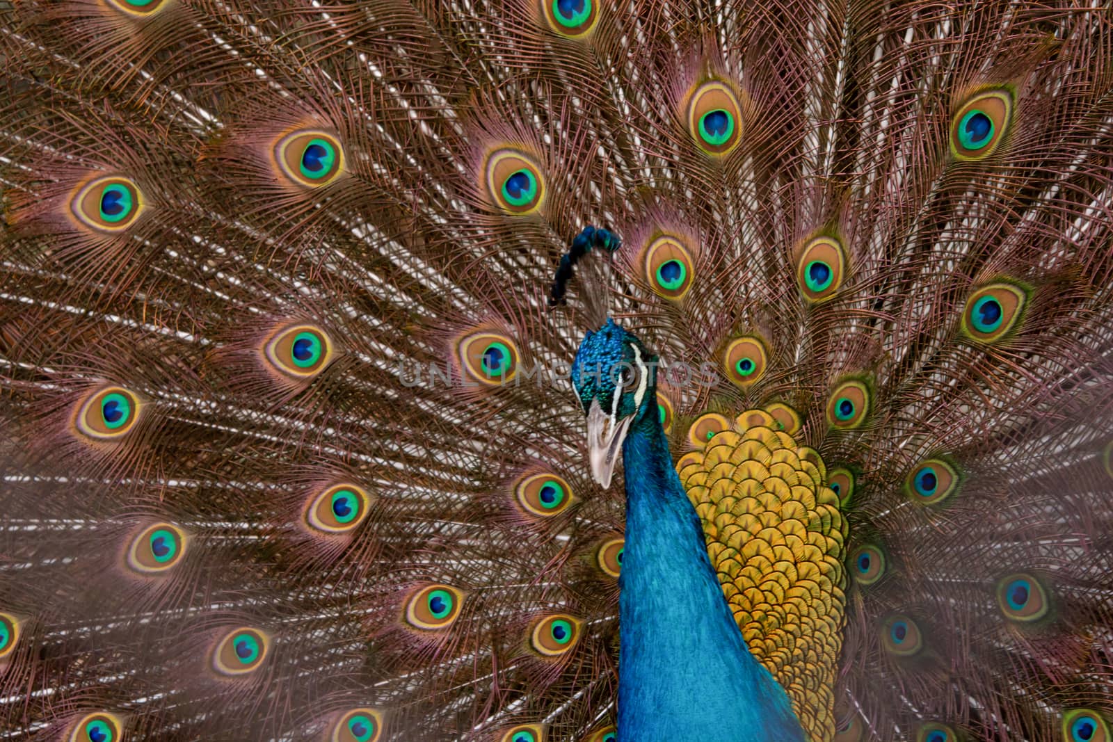 Peacock to spread his tail, showing its feathers. Close up portrait of peacock 