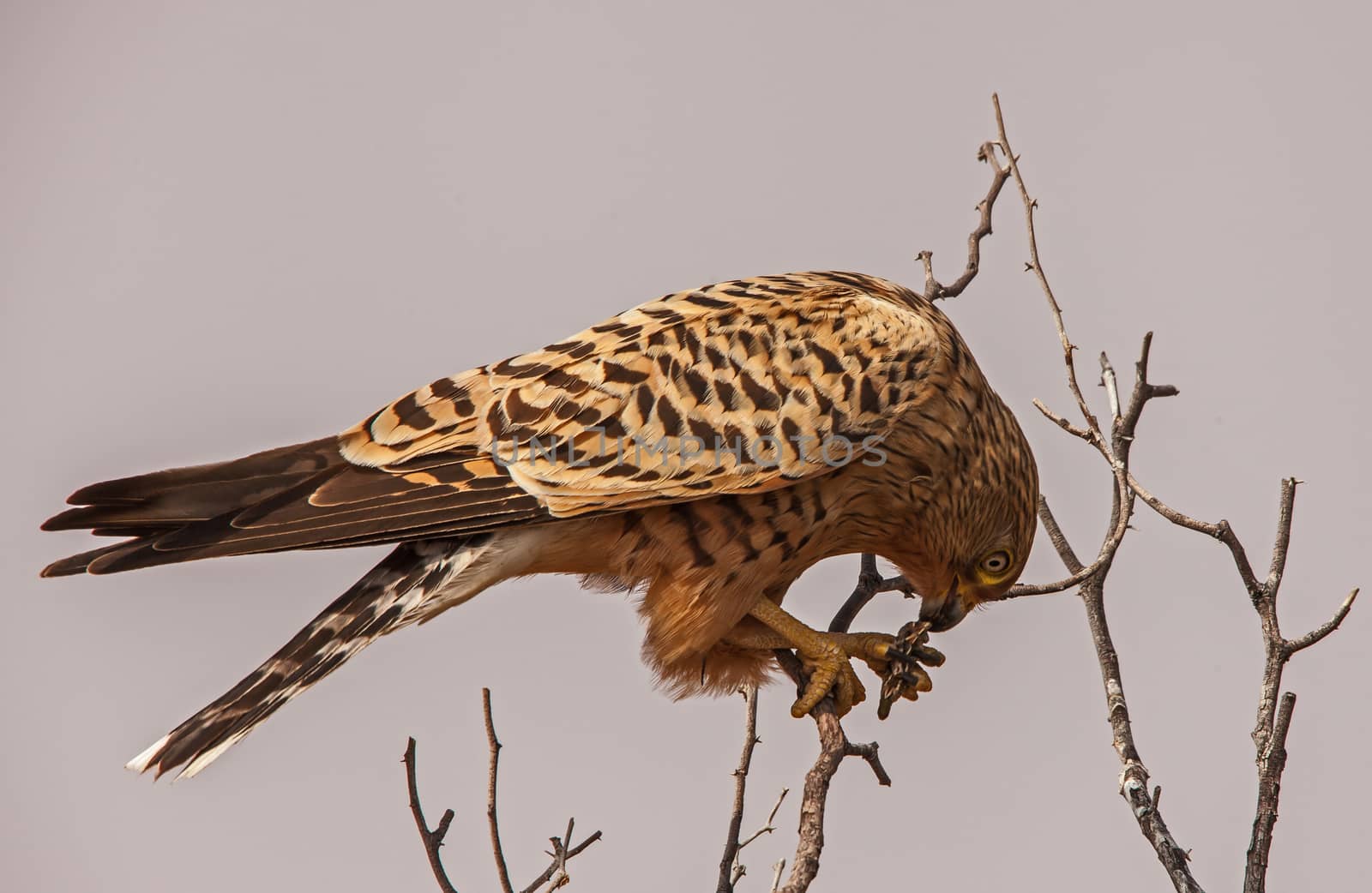 Greater Kestrel (Falco rupicoloides) devouring it's grasshopper prey. Although they may take small lizards and rodents, these Kestrels mainly prey on insects.