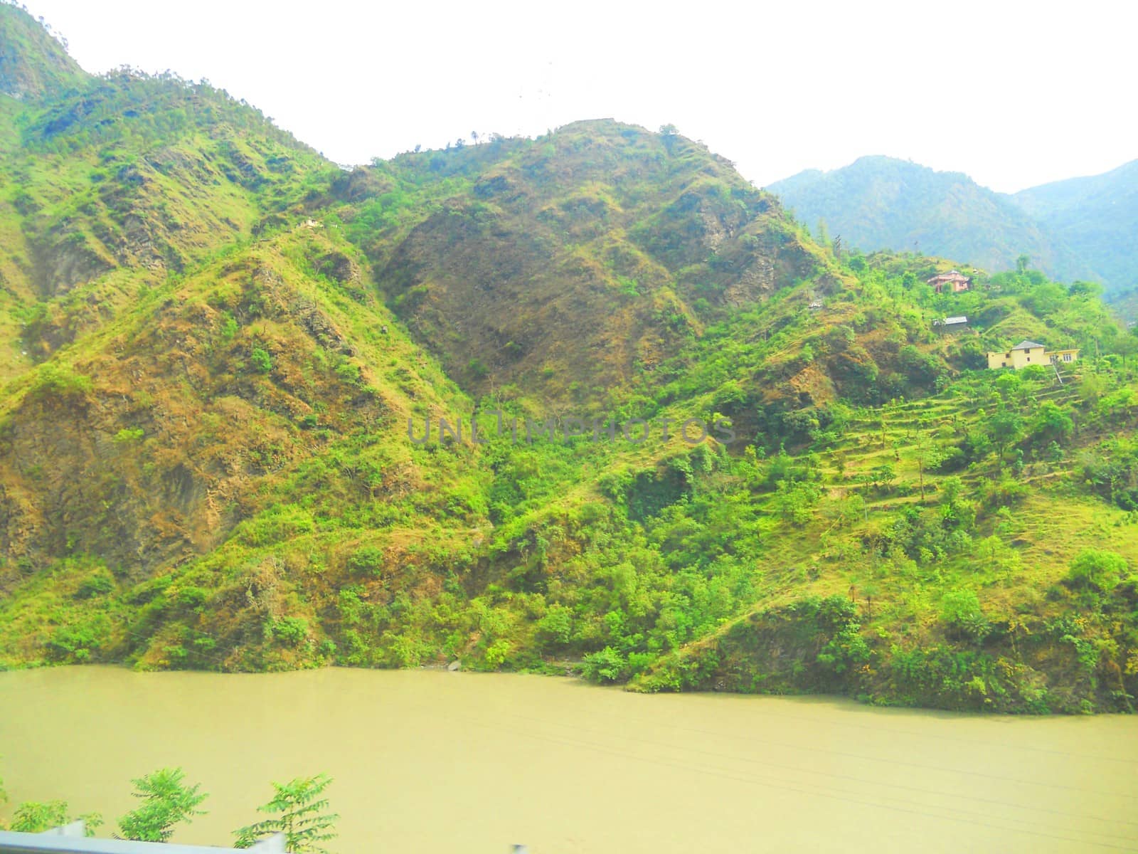 a green forest in the mountains