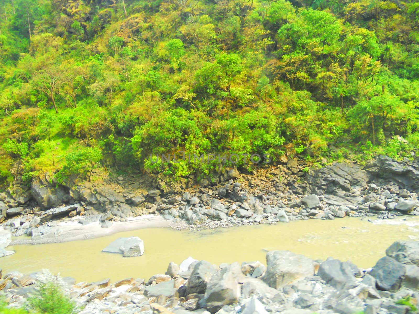 a wayside green forest