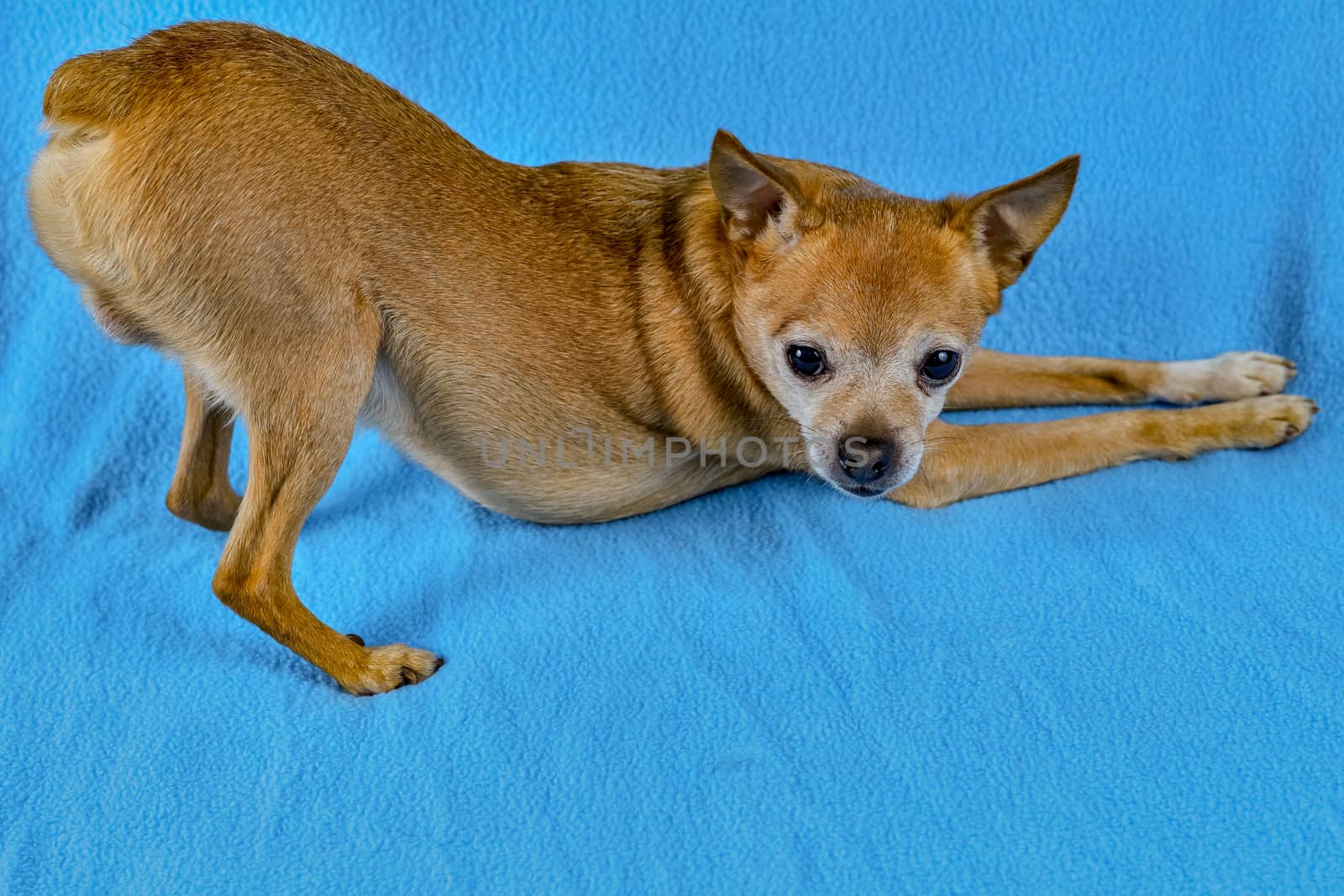 Dog male toy-terrier arched his back in a pose on a blue background.