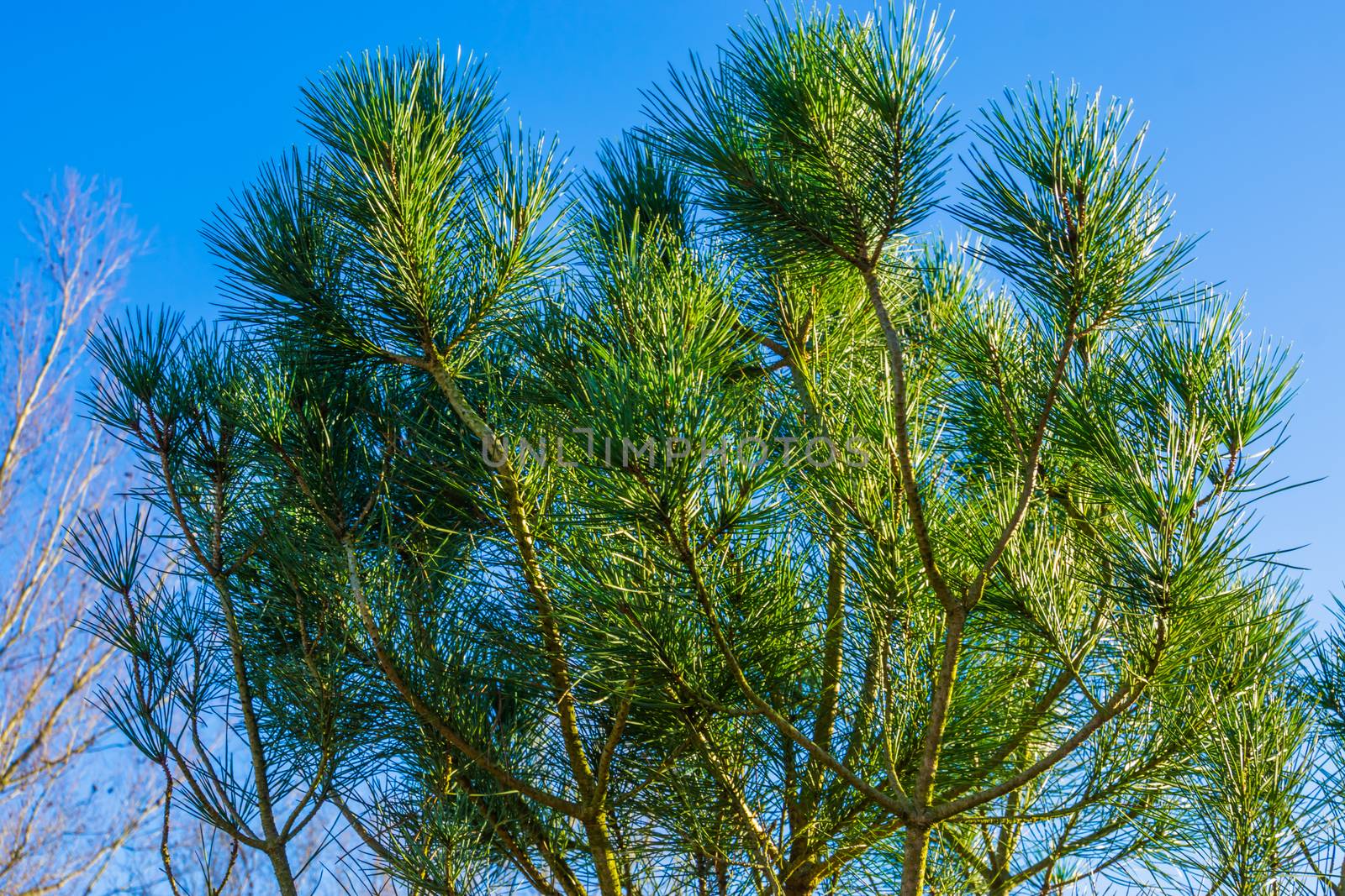 closeup of the foliage a italian stone pine tree, tropical tree specie from the mediterranean region by charlottebleijenberg