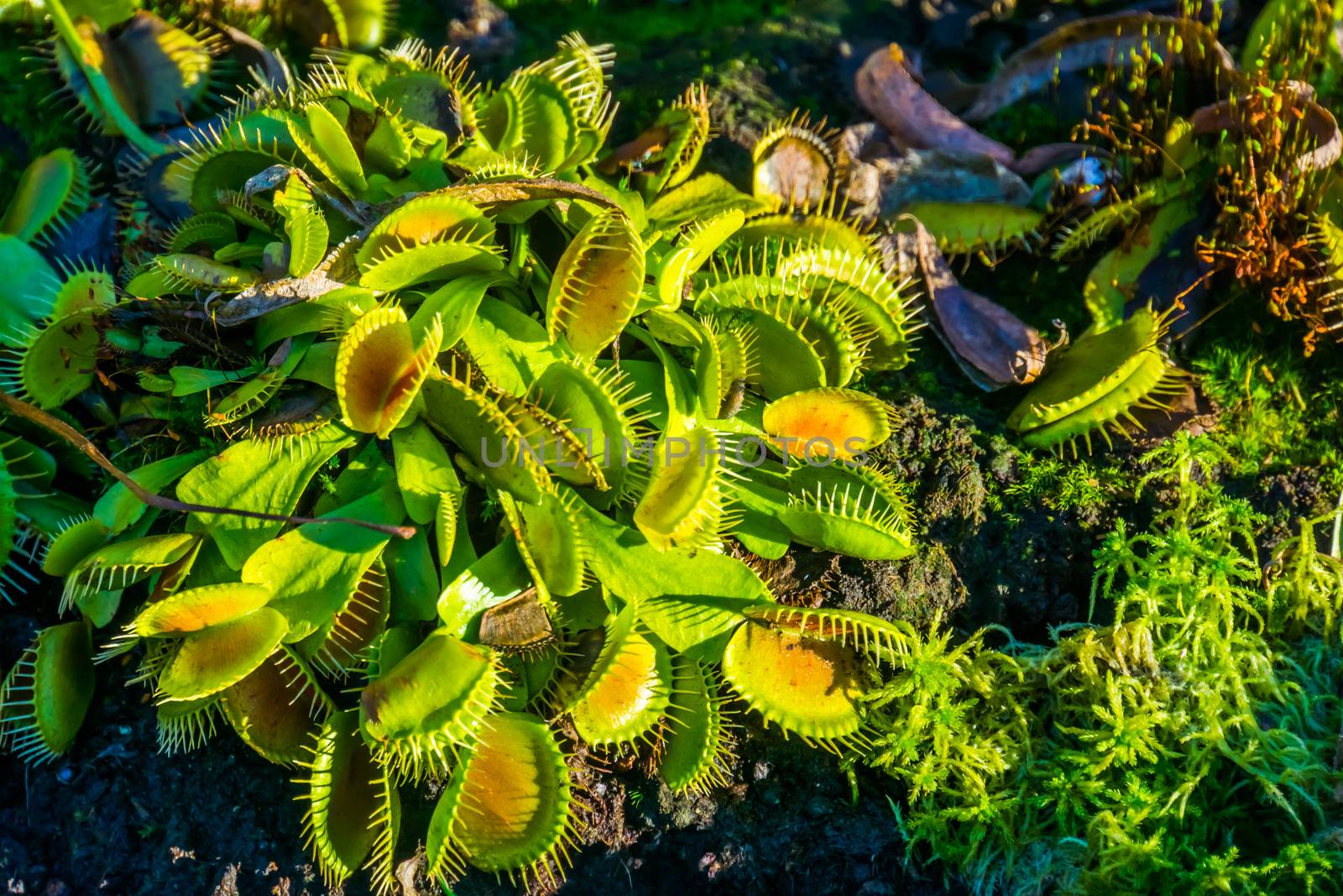 Wacky traps a popular dutch cultivar specie of the venus flytrap, tropical carnivorous plant specie by charlottebleijenberg
