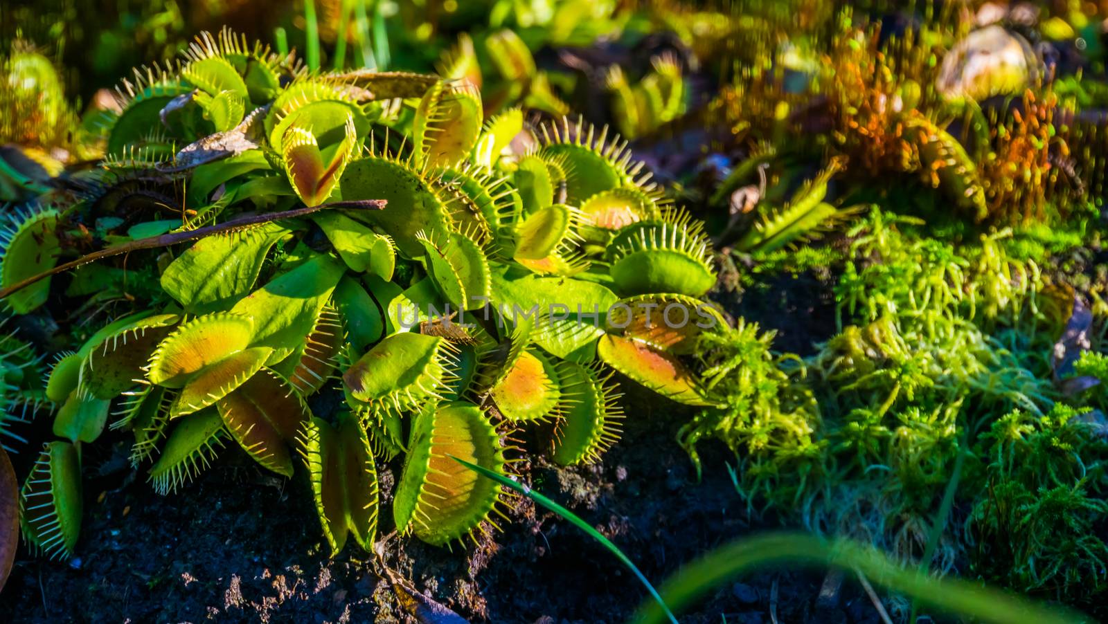 closeup of a wacky traps, popular dutch cultivar of the venus flytrap, tropical carnivorous plant specie by charlottebleijenberg