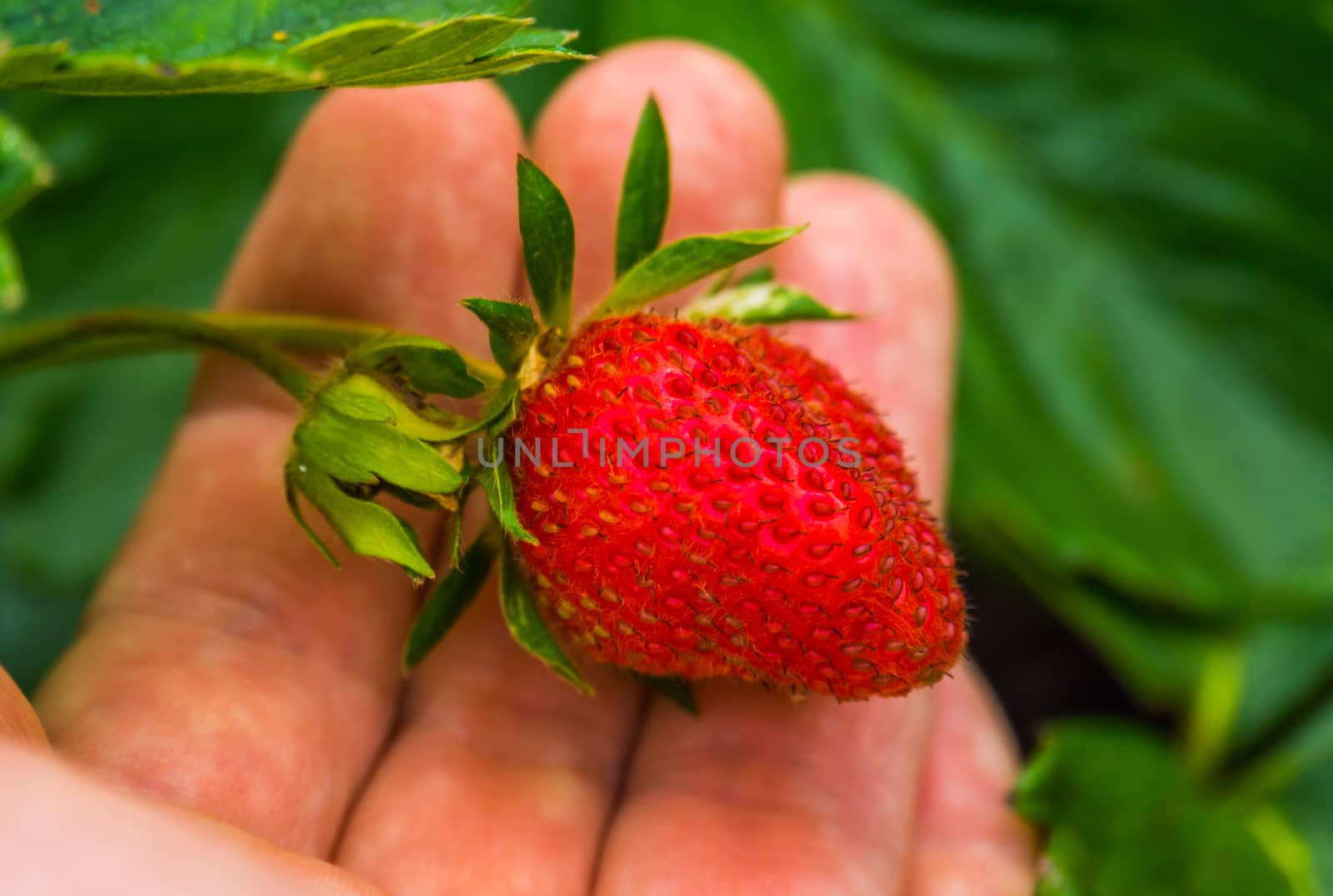 Hand holding a fresh ripe organically grown strawberry, Agriculture and gardening background