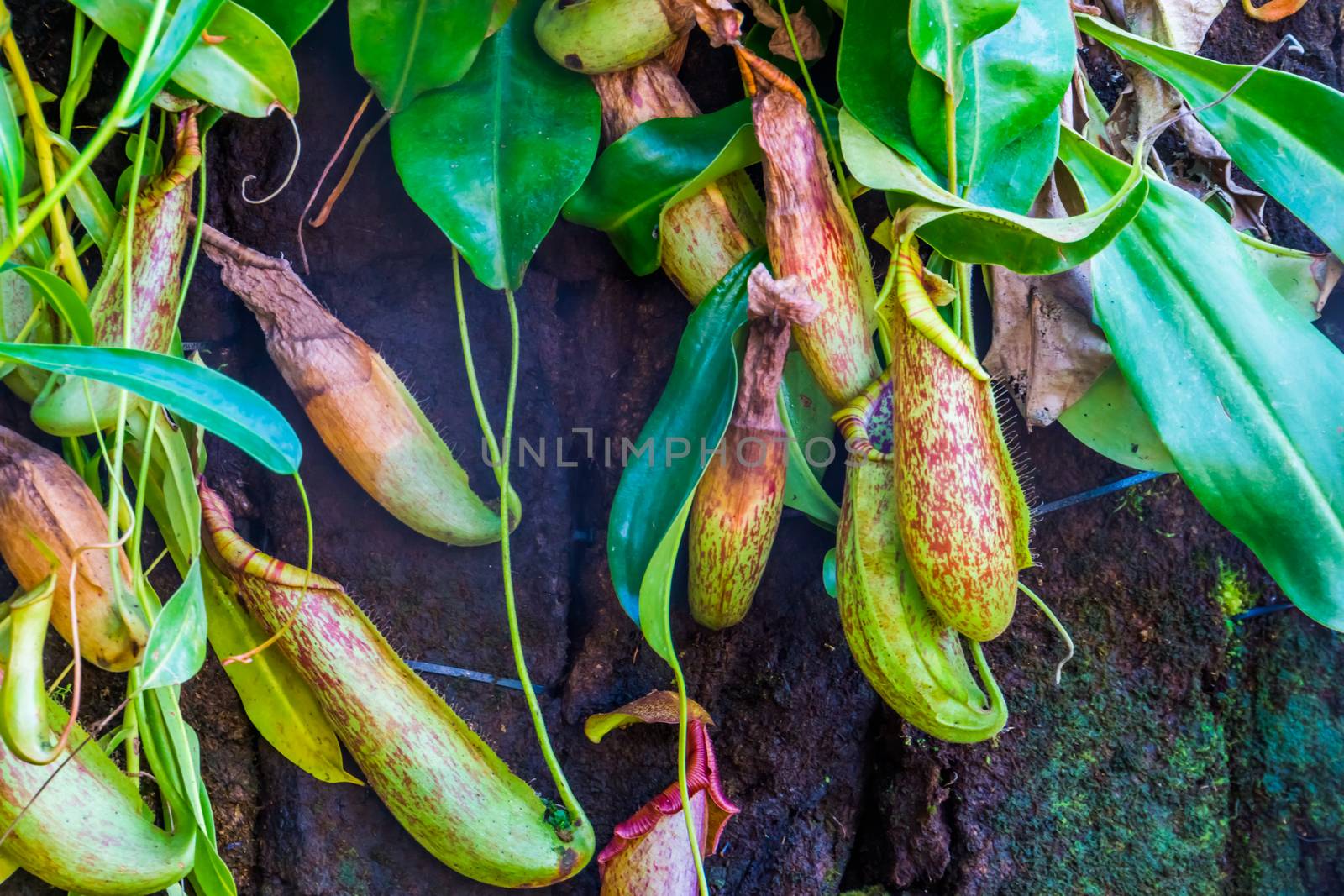 cups of a pitcher plant with leaves in closeup, nephenthes specie, tropical carnivorous plants