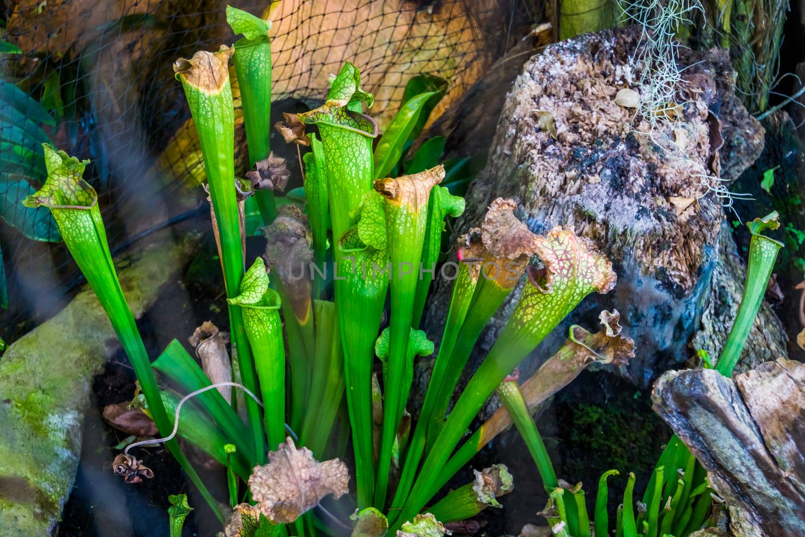 closeup of a trumpet pitcher plant, tropical carnivorous specie from North America
